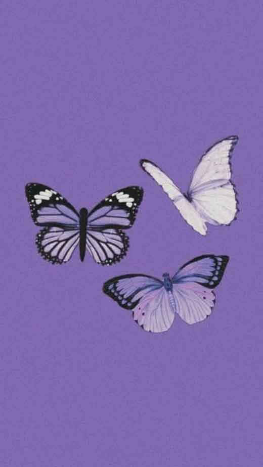 Tatlong Paru-paro na Purple Aesthetic na Larawan Wallpaper