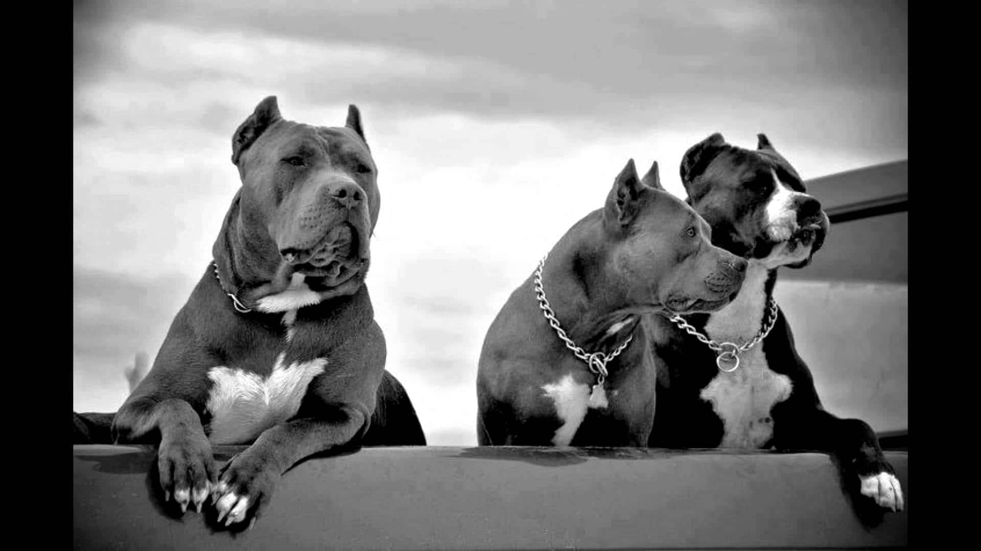 Tatlong Pitbull na Aso na Magkakasama Wallpaper