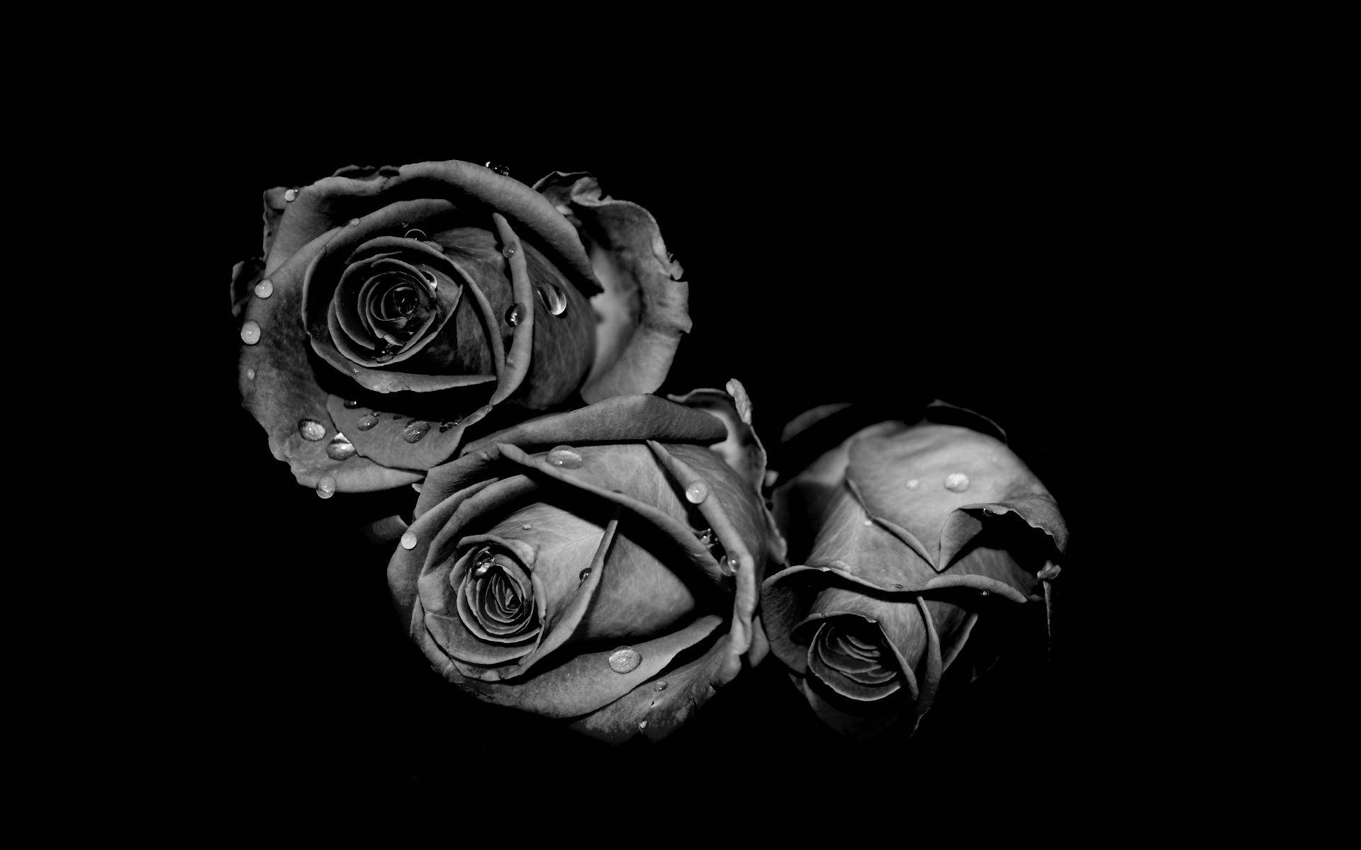 Tatlong Rosas na Itim at Puti Wallpaper