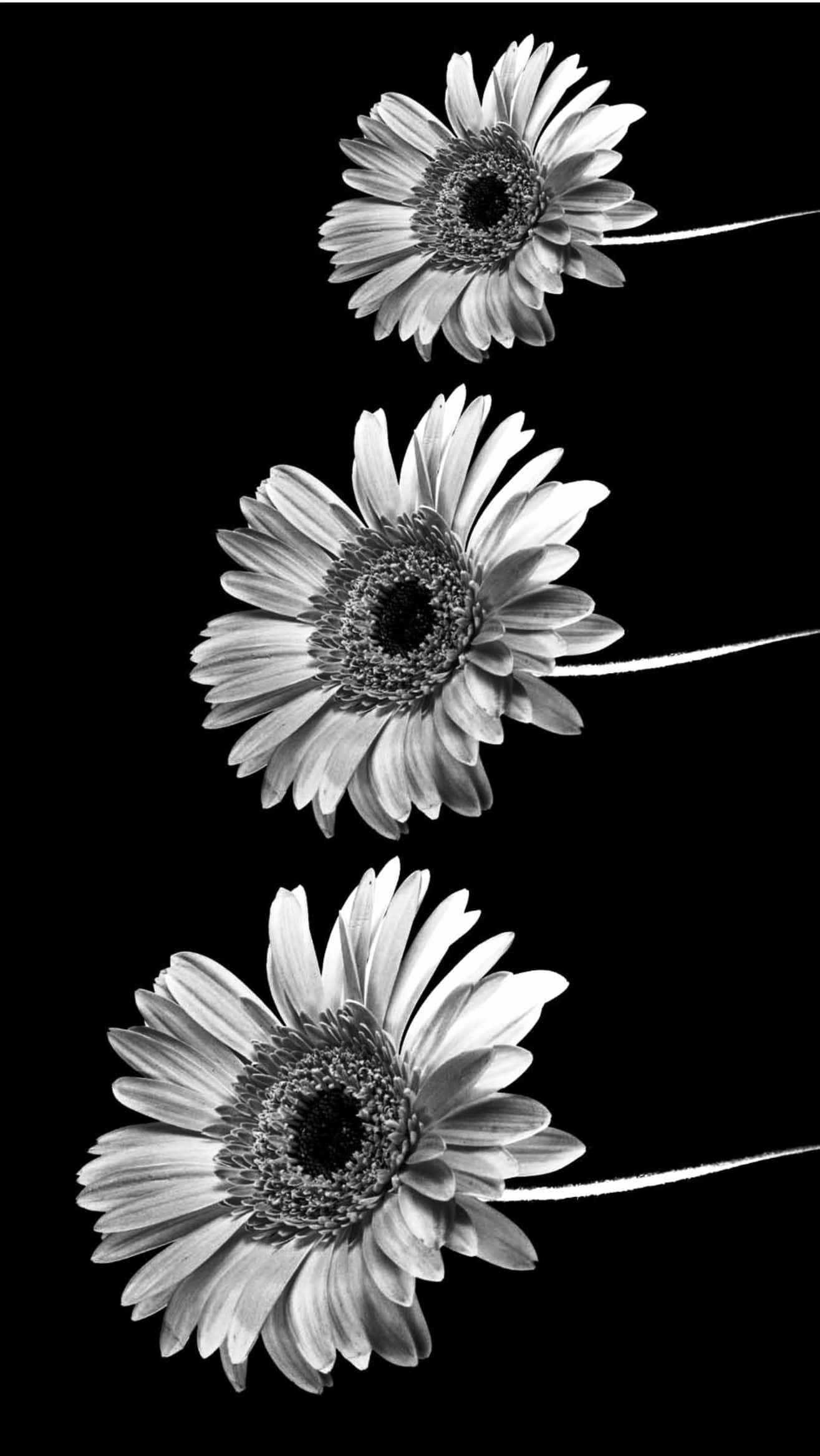 Tatlong Sunflower na Itim at Puti Aesthetic Phone Wallpaper