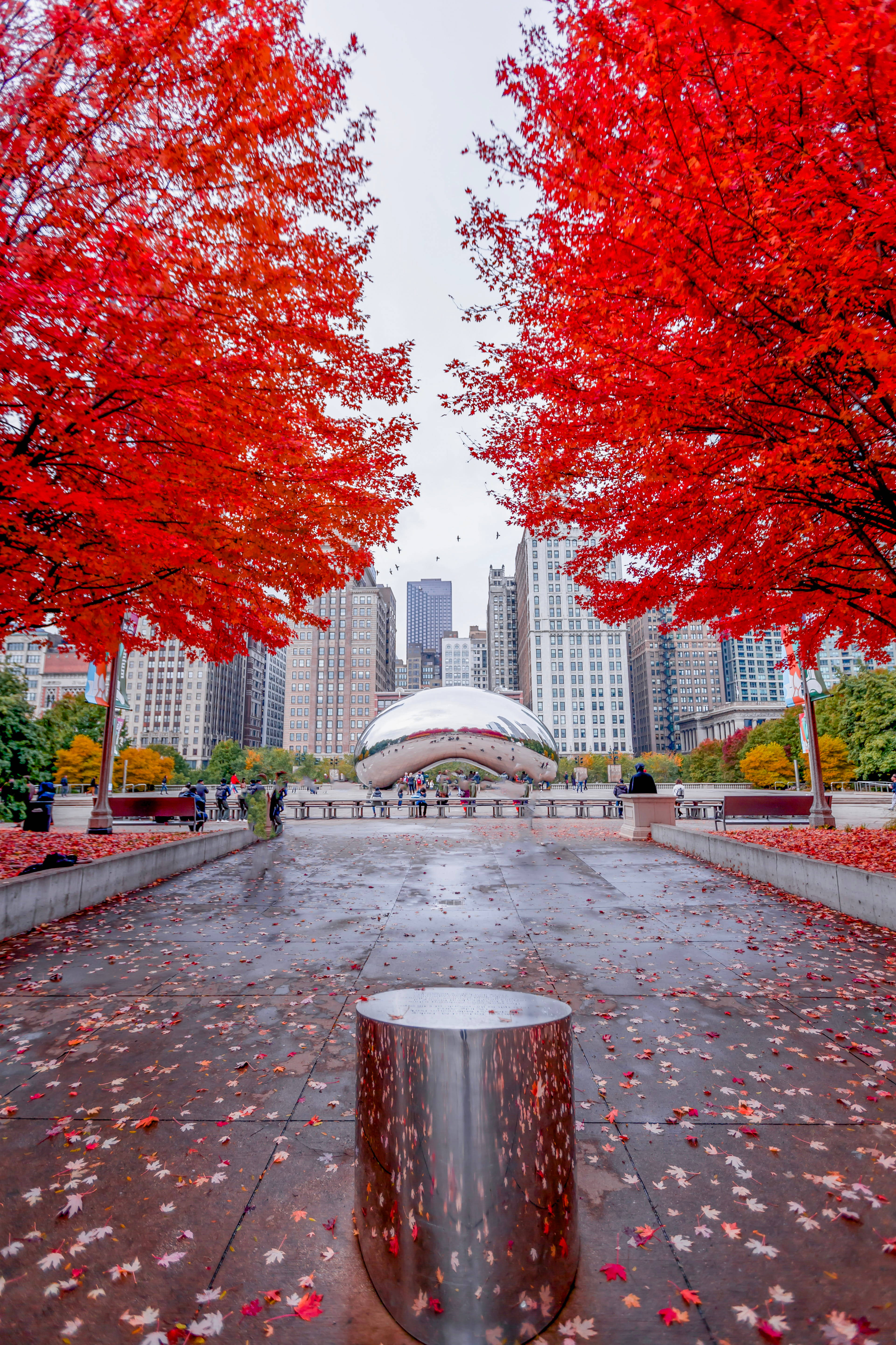 Ang Bean ng Chicago na may Pulang Dahon Wallpaper