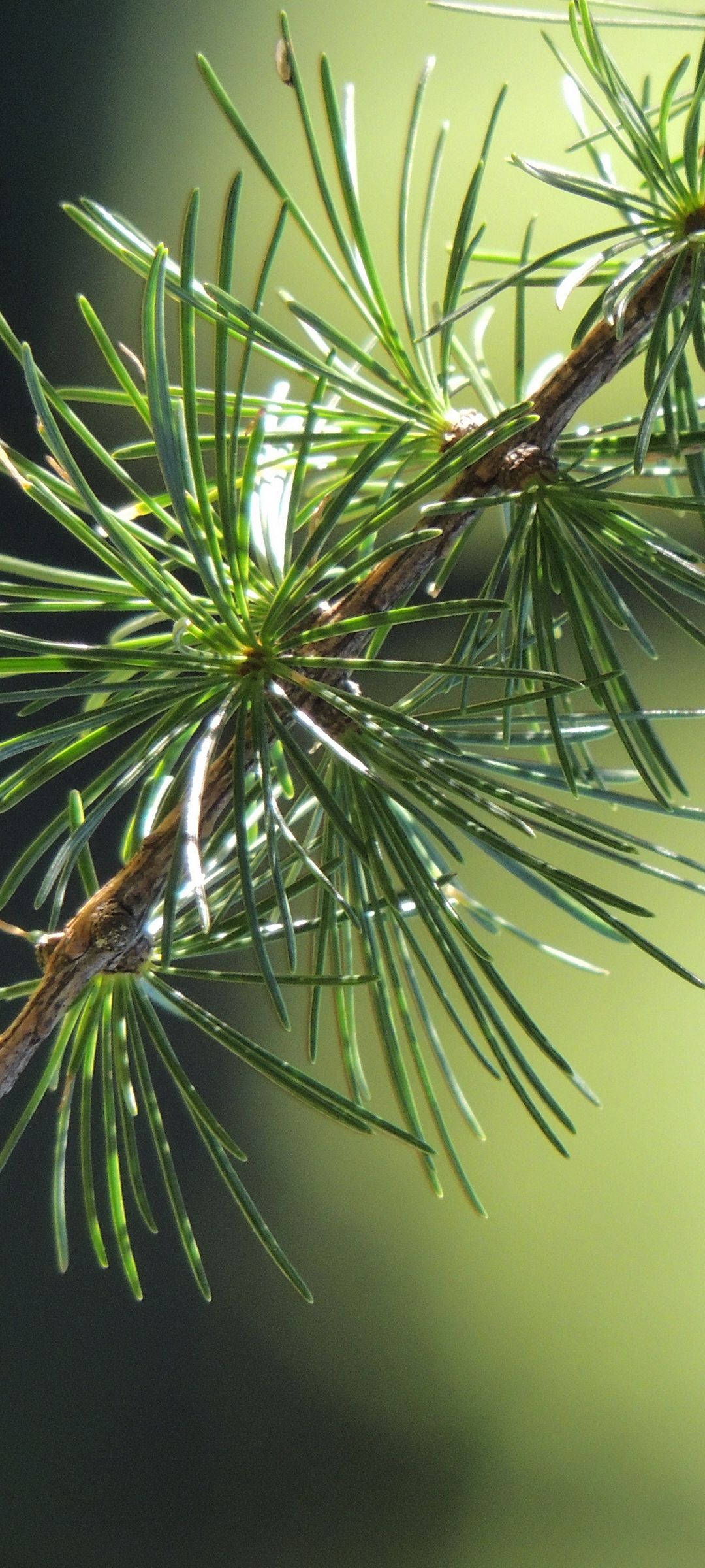 The Stylish Vivo V20 with Majestic Pine Leaf Background Wallpaper