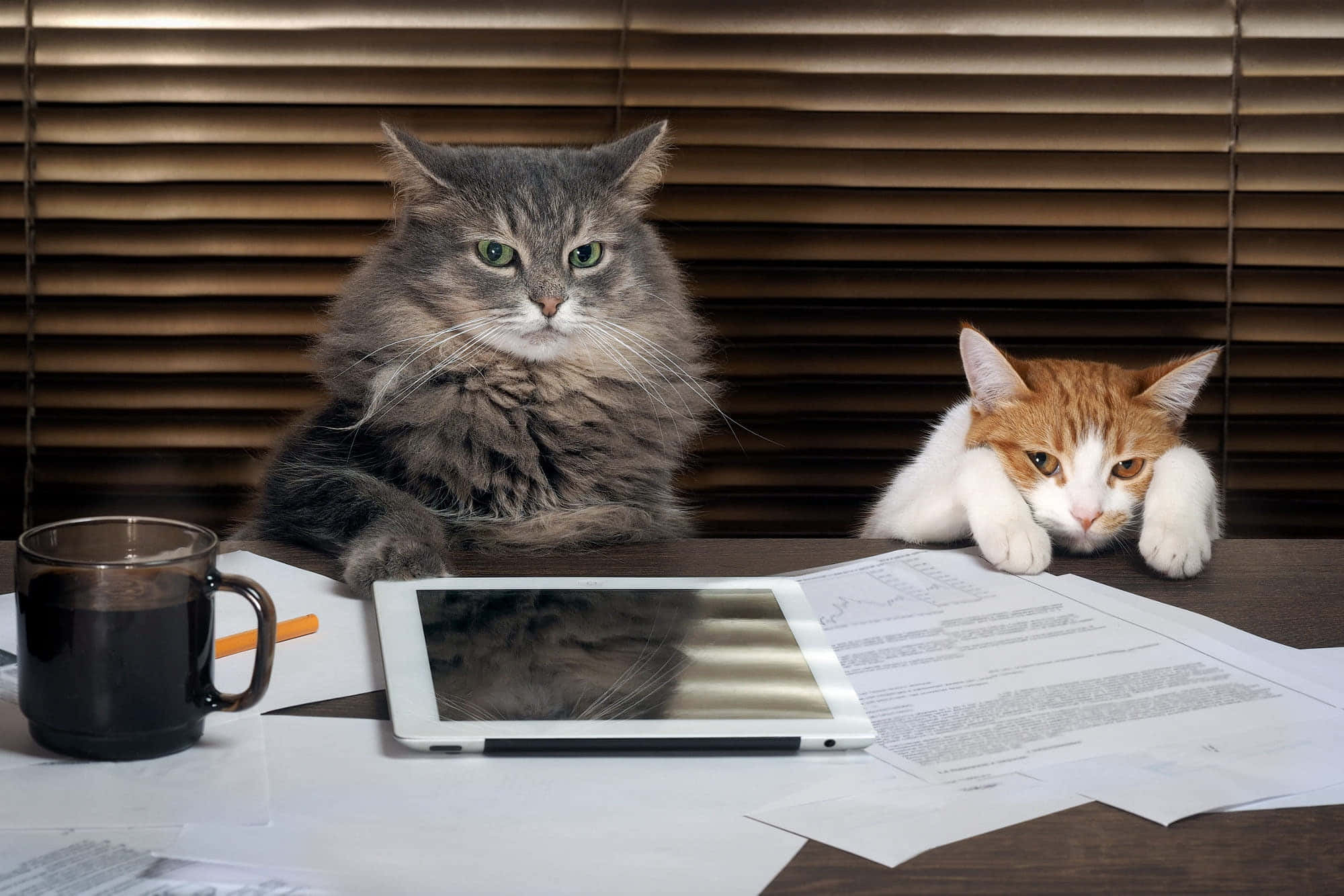 Ang Mundo Ayon kay Grumpy Cat Wallpaper