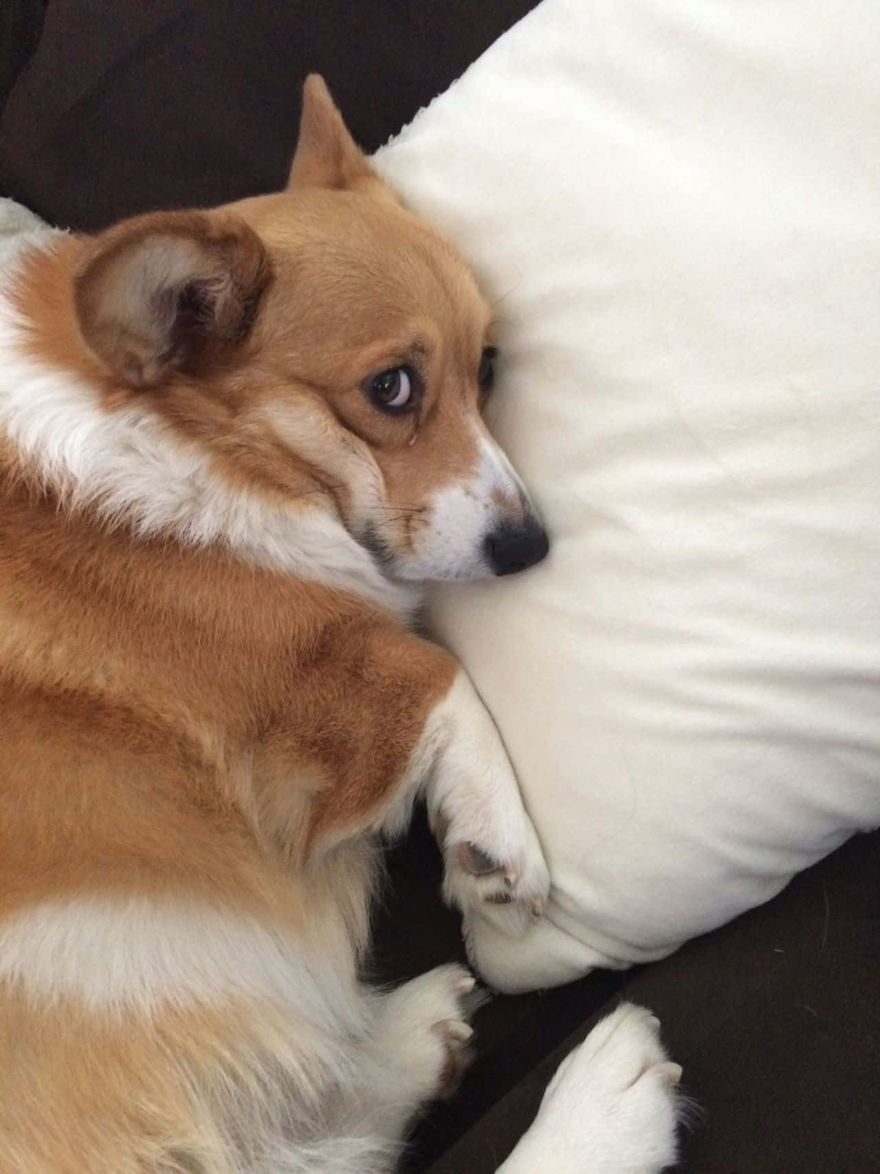 Ang Corgi na Ito ay Marunong Kung Paano Kumuha ng Kanyang Tawa! Wallpaper
