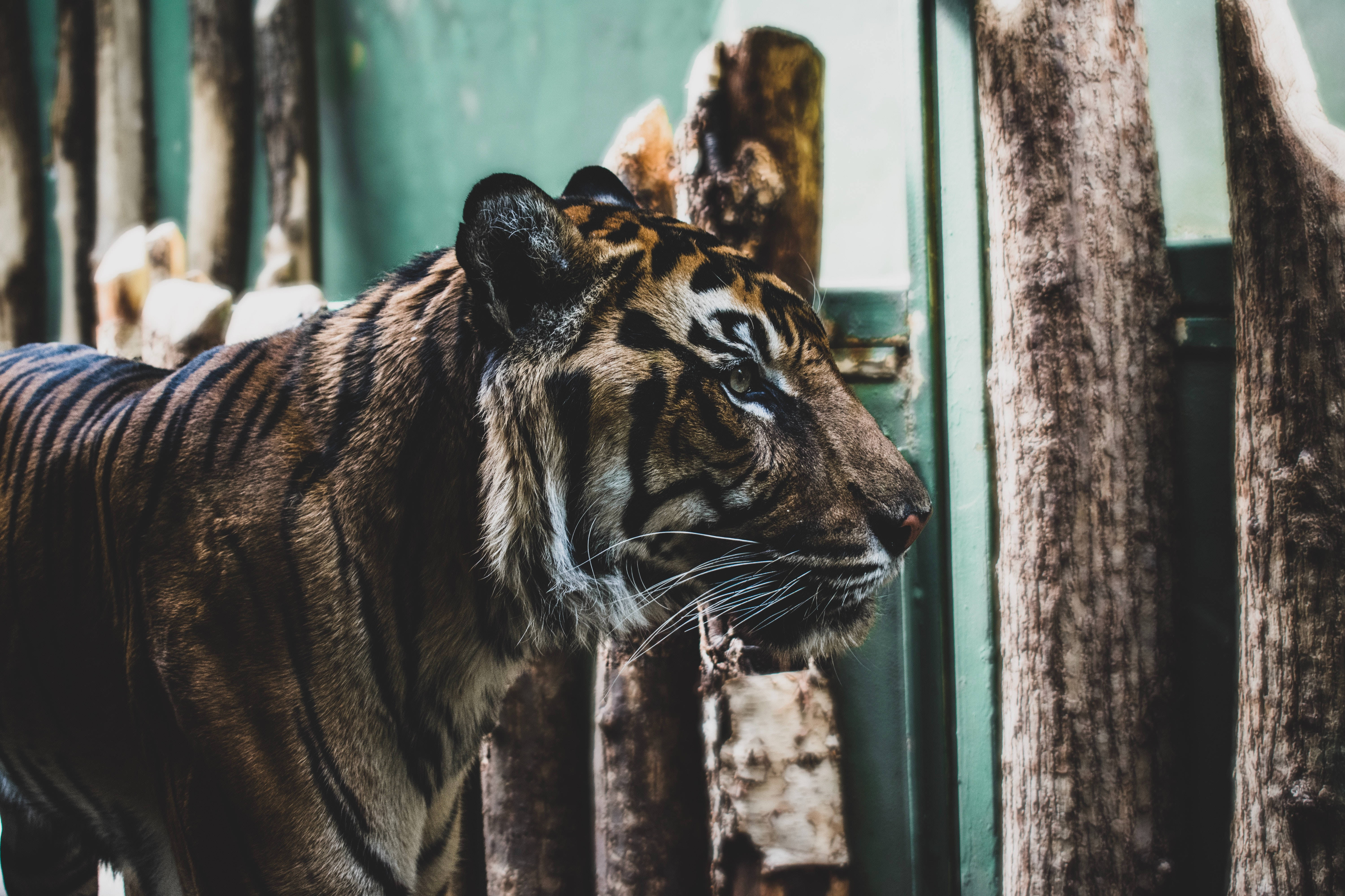 Tigre na Matapat na HD sa Pagkakulong Wallpaper