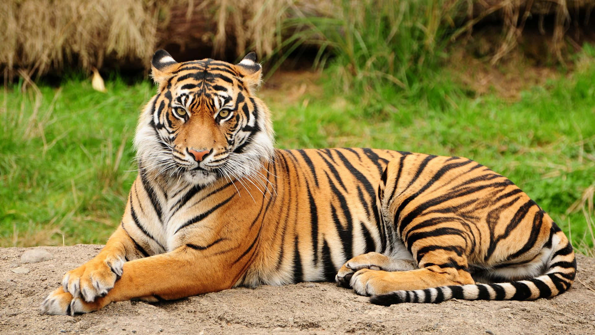 Tigreng Indian na Nakaupo sa Damo Wallpaper
