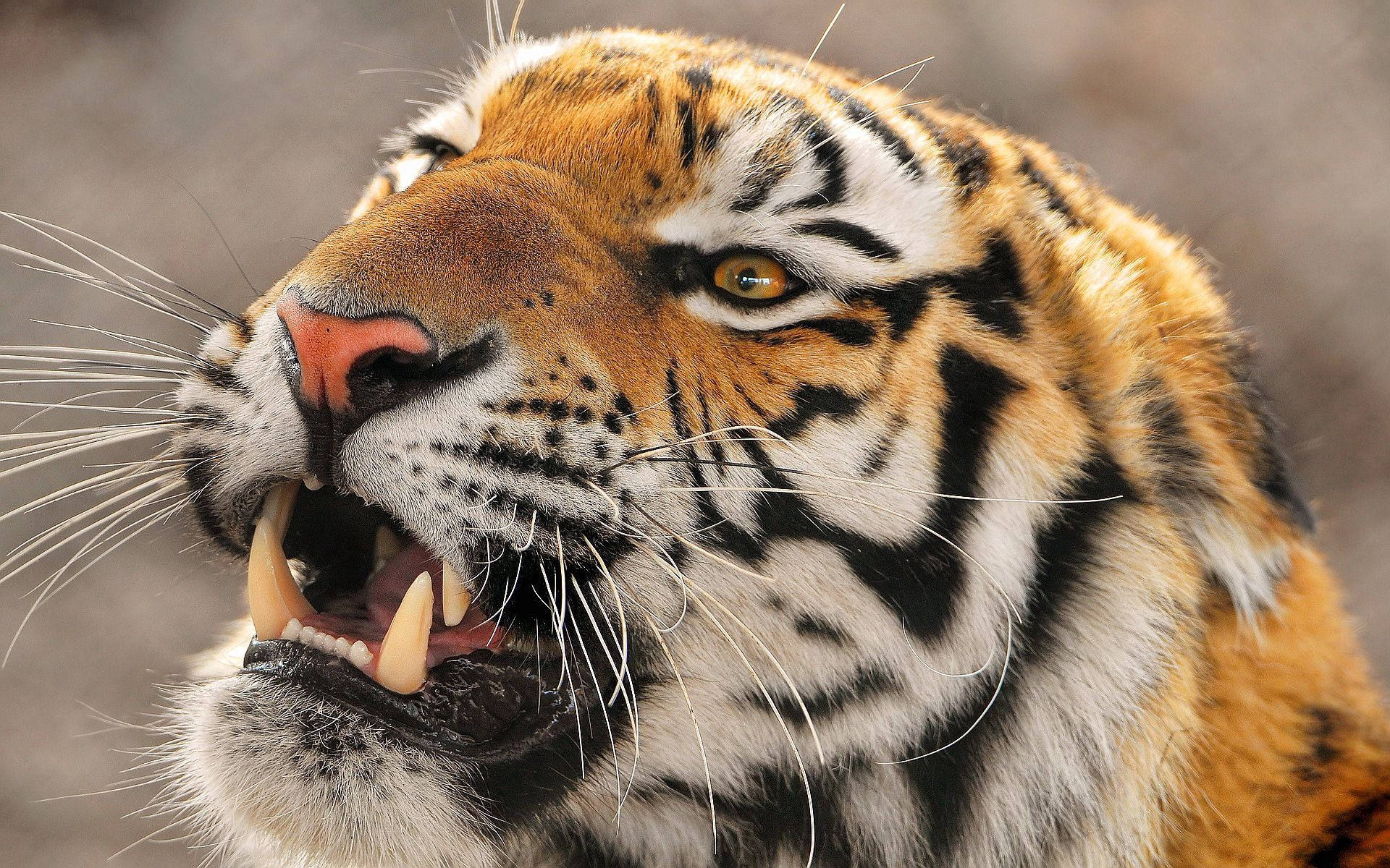 Tindi ng Sulyap ng Tigre Wallpaper