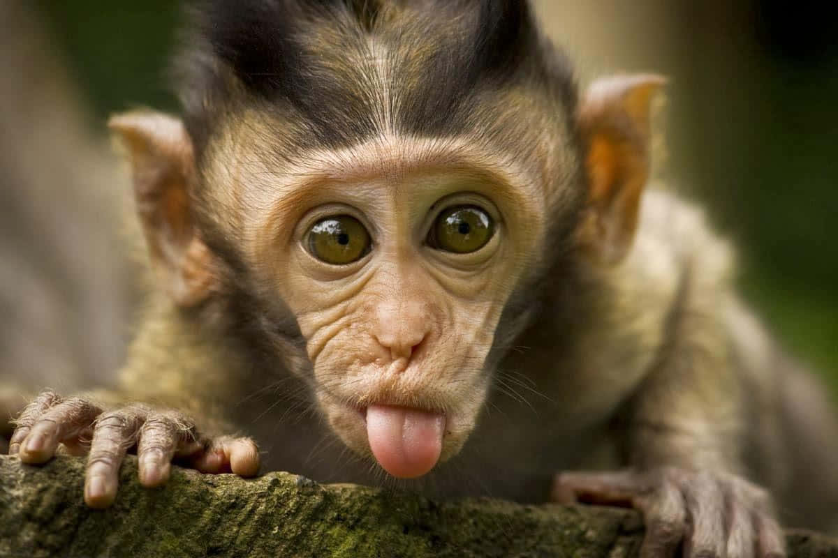 Tingnan ang Kaibig-ibig na Cute na Unggoy! Wallpaper