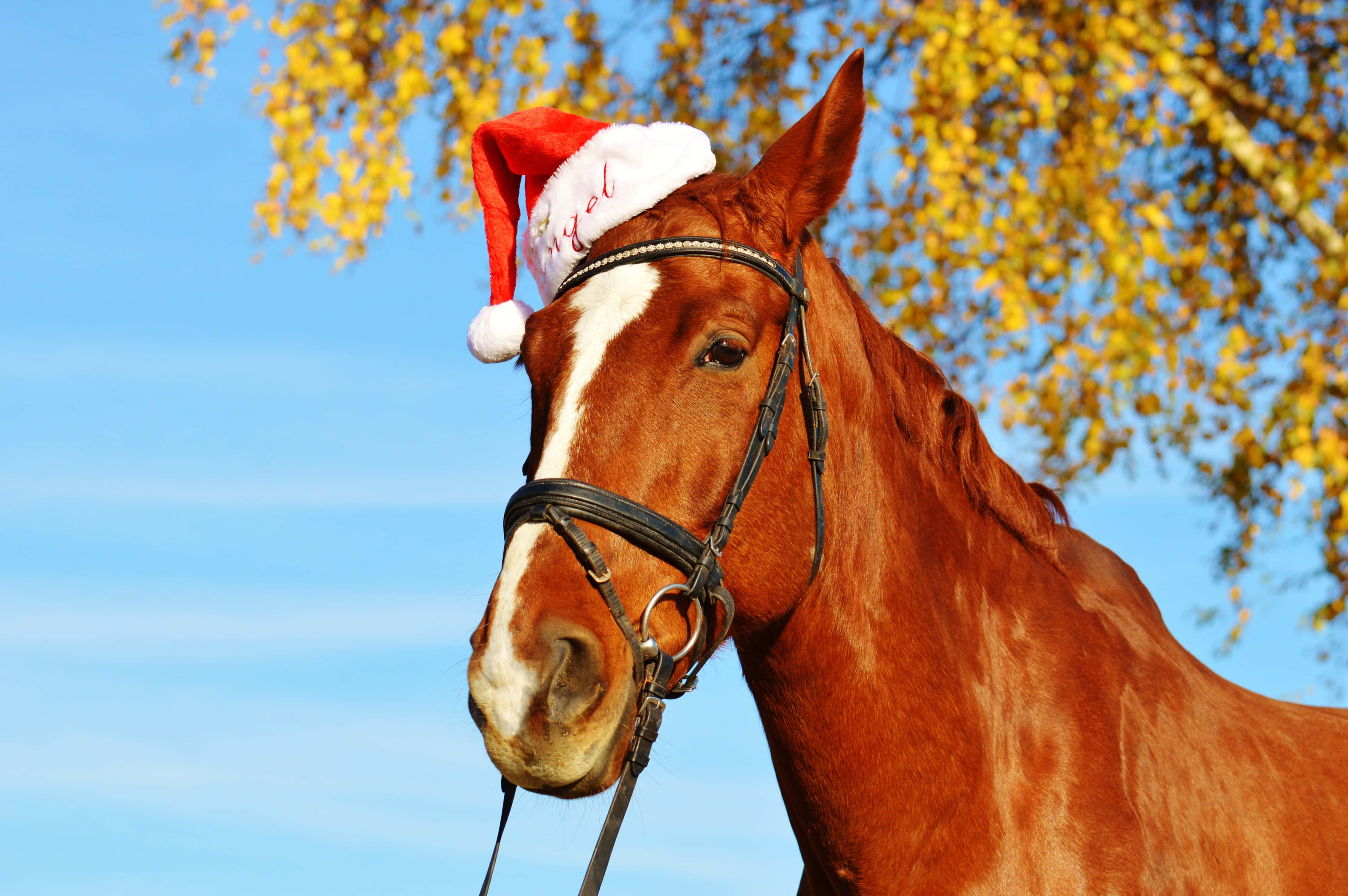 Tingnan ang magandang Cute Horse na ito! Wallpaper