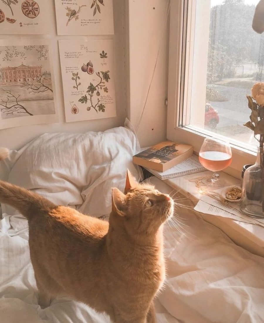 Tingnan Mo ang Aking mga Mata - Isang Aesthetic na Pusa na Nagpapakita ng Kanyang Kaluluwa. Wallpaper