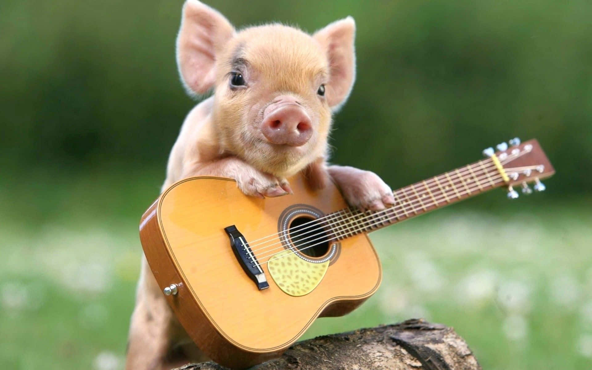 Tingnan mo itong cute na baboy! Wallpaper