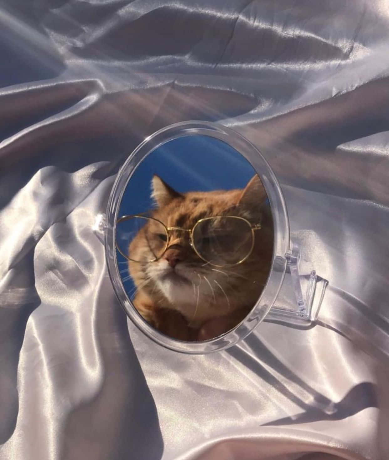 Tingnan mo itong magandang aesthetic na pusa! Wallpaper