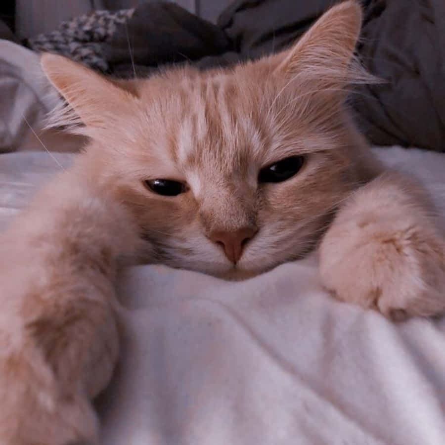 Tingnan mo itong cute na Aesthetic Cat! Wallpaper