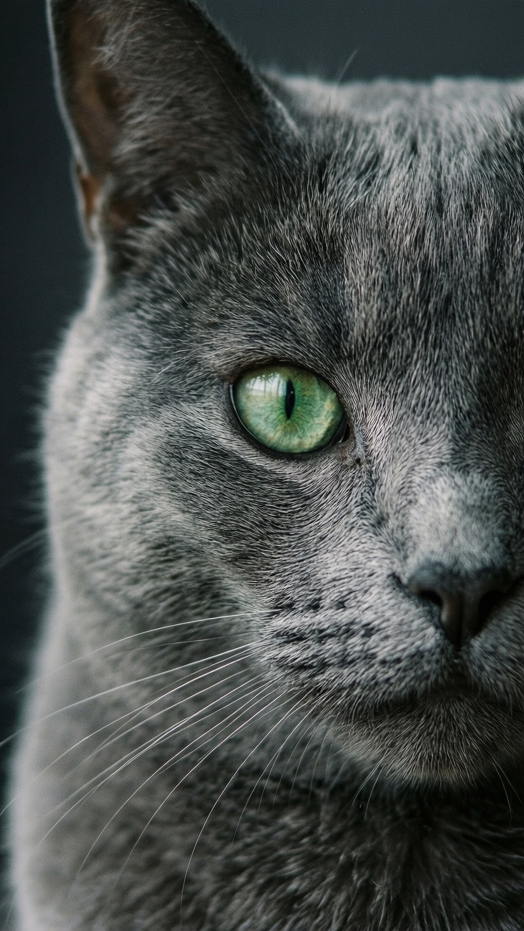 Titig ng Pusang Abo Wallpaper