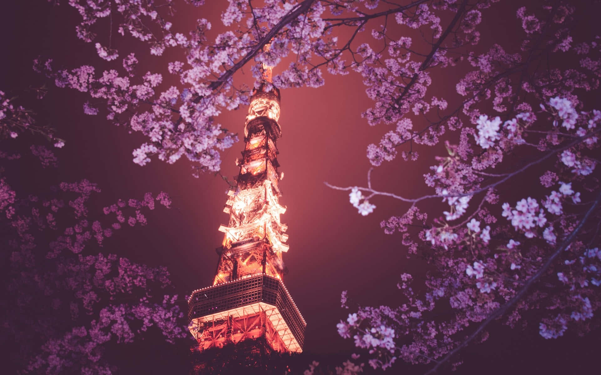 Tokyo Background Tokyo Tower sa Itaas ng Punong Sakura Wallpaper