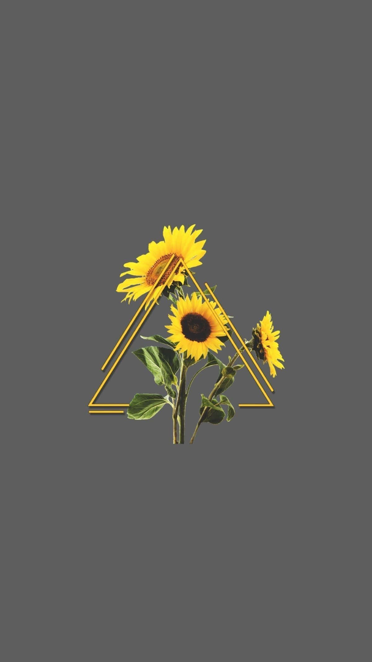 Triangle na may Sunflower Aesthetic iPhone Wallpaper
