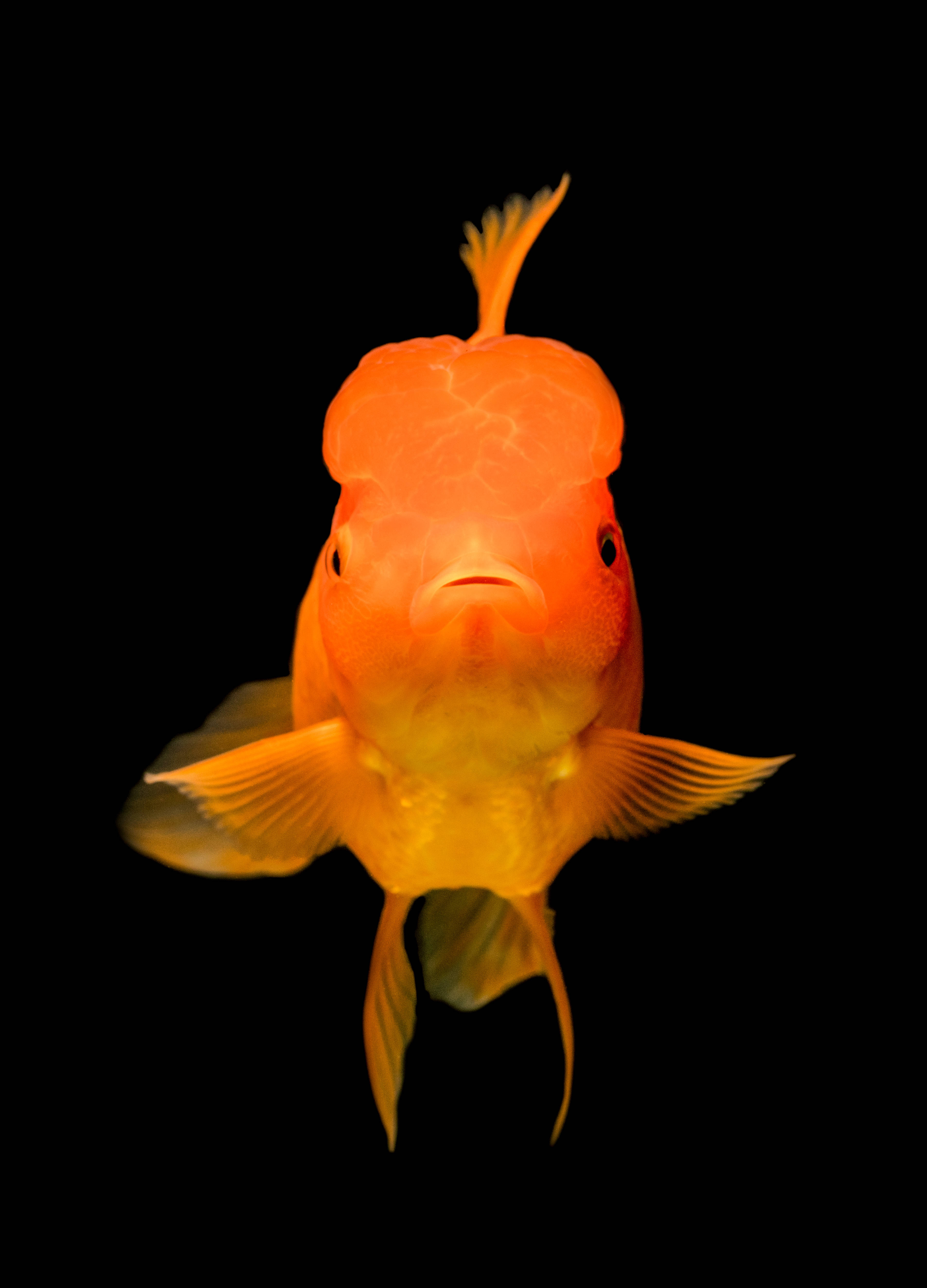 Tropical Paradise Underwater: Vibrant School of Fish Wallpaper