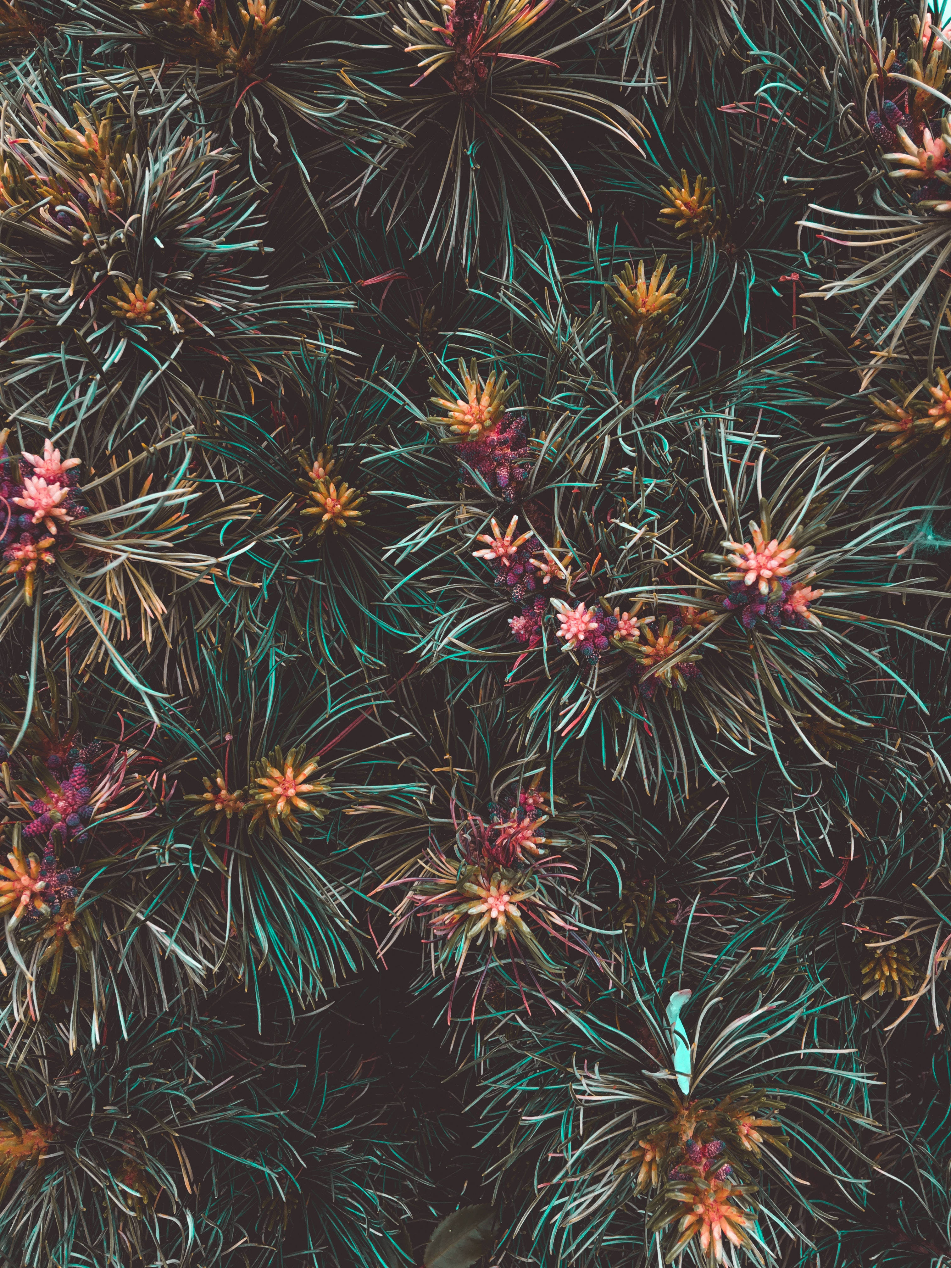 Tropikal na Yaman: Makulay na Pagtatanghal ng mga Kakaibang Bulaklak Wallpaper