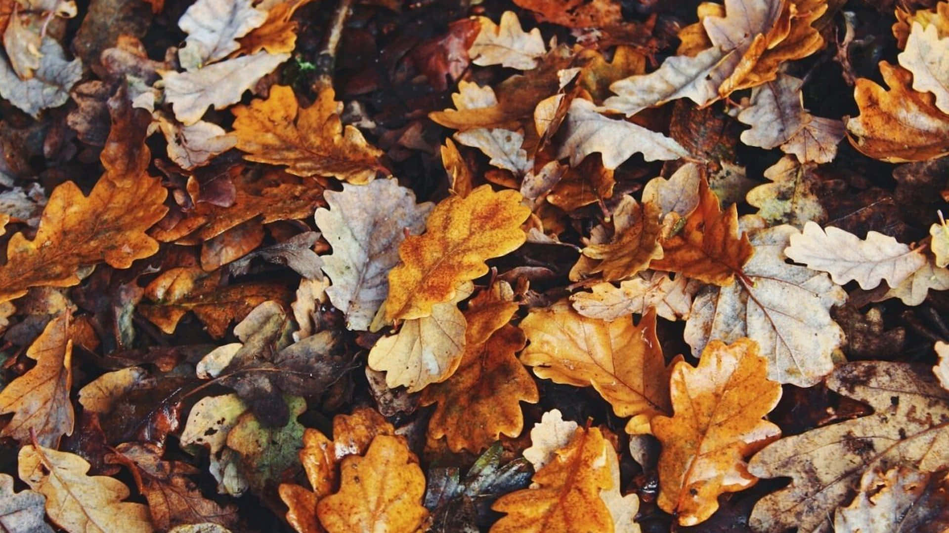 Tuklasin ang kagandahan ng Taglagas na hindi pa dati Wallpaper