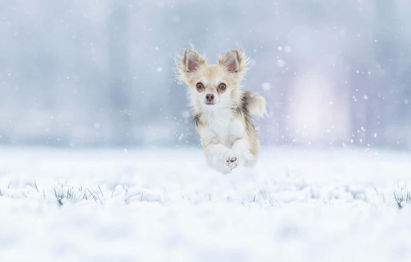 Tumatalon na Chihuahua sa Taglamig Wallpaper