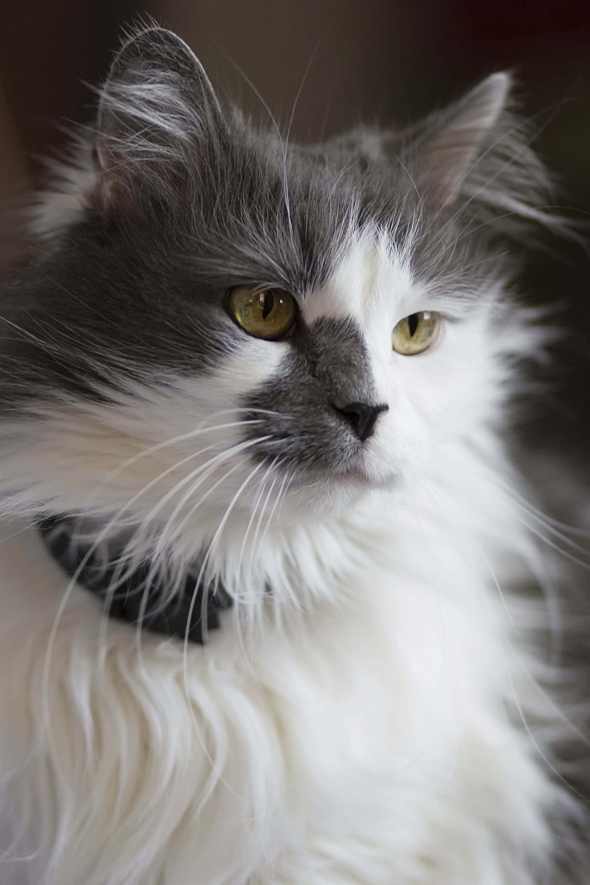 Turkish Angora Cat na Nagpapahinga sa Isang Sofa Wallpaper