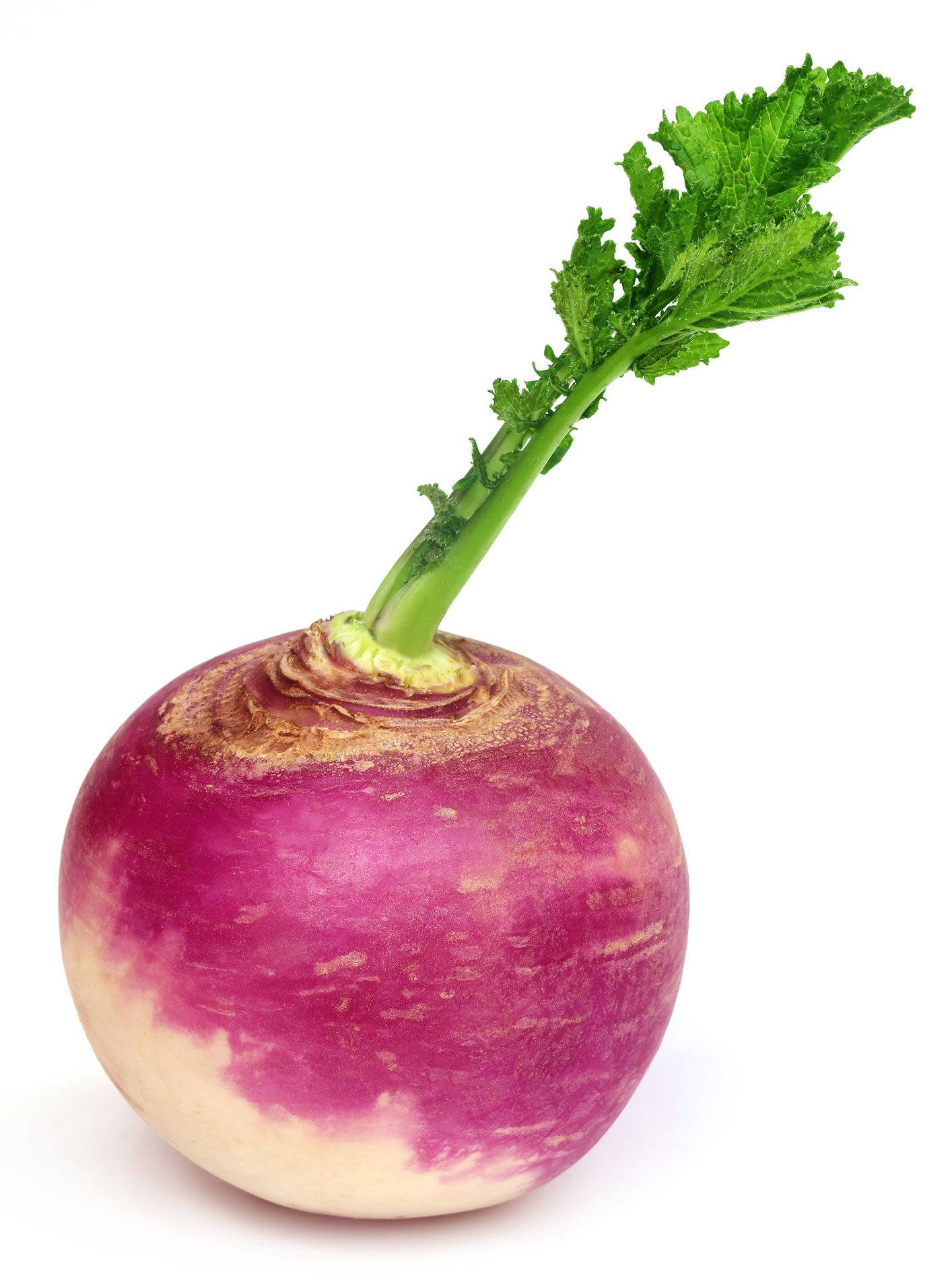 Turnip na May Dahon sa Puti Wallpaper