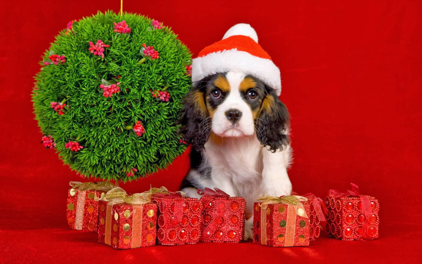 Tuta ng Cavalier na may Regalong Pasko Wallpaper