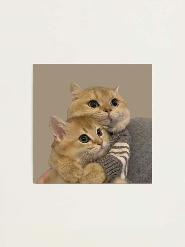 Twin Feline Harmony - Magkatugmang Cat Profile Picture Wallpaper
