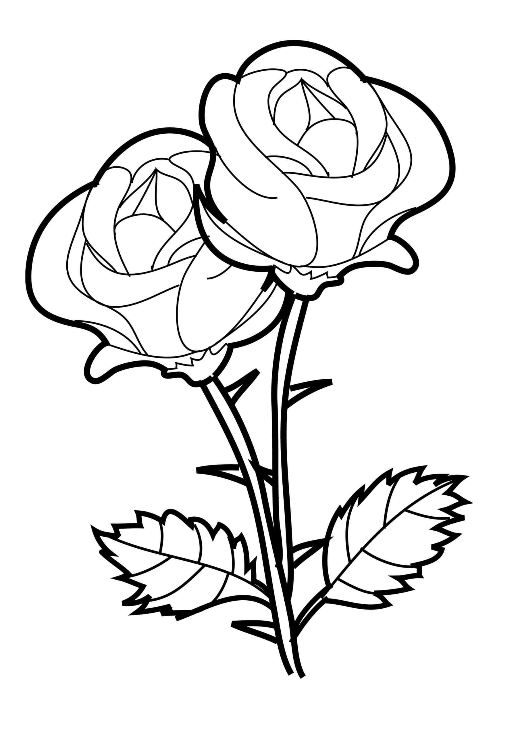 dalawang rosas na pangkulayan Wallpaper