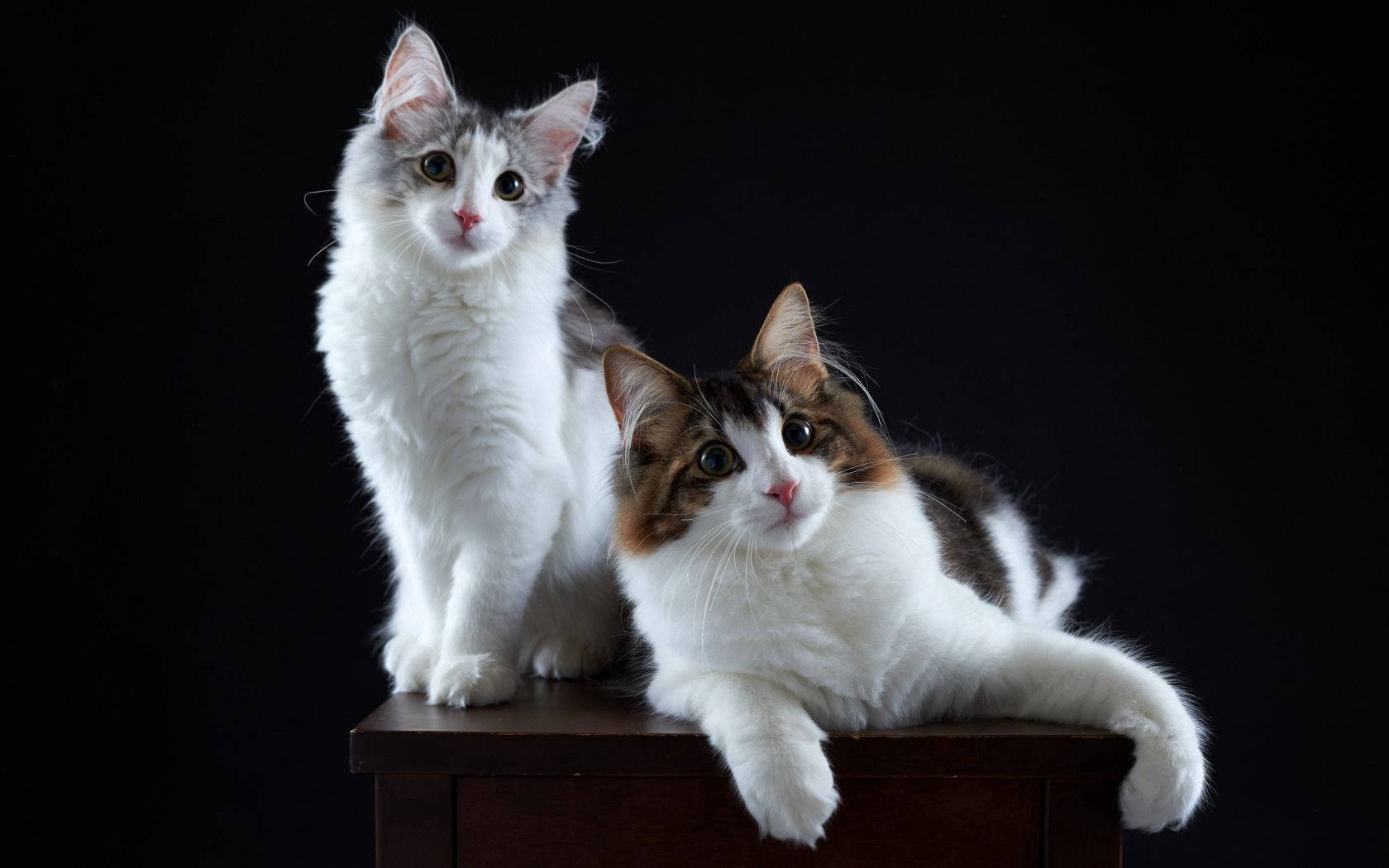 Ugnayan ng Dalawang Pusa Wallpaper