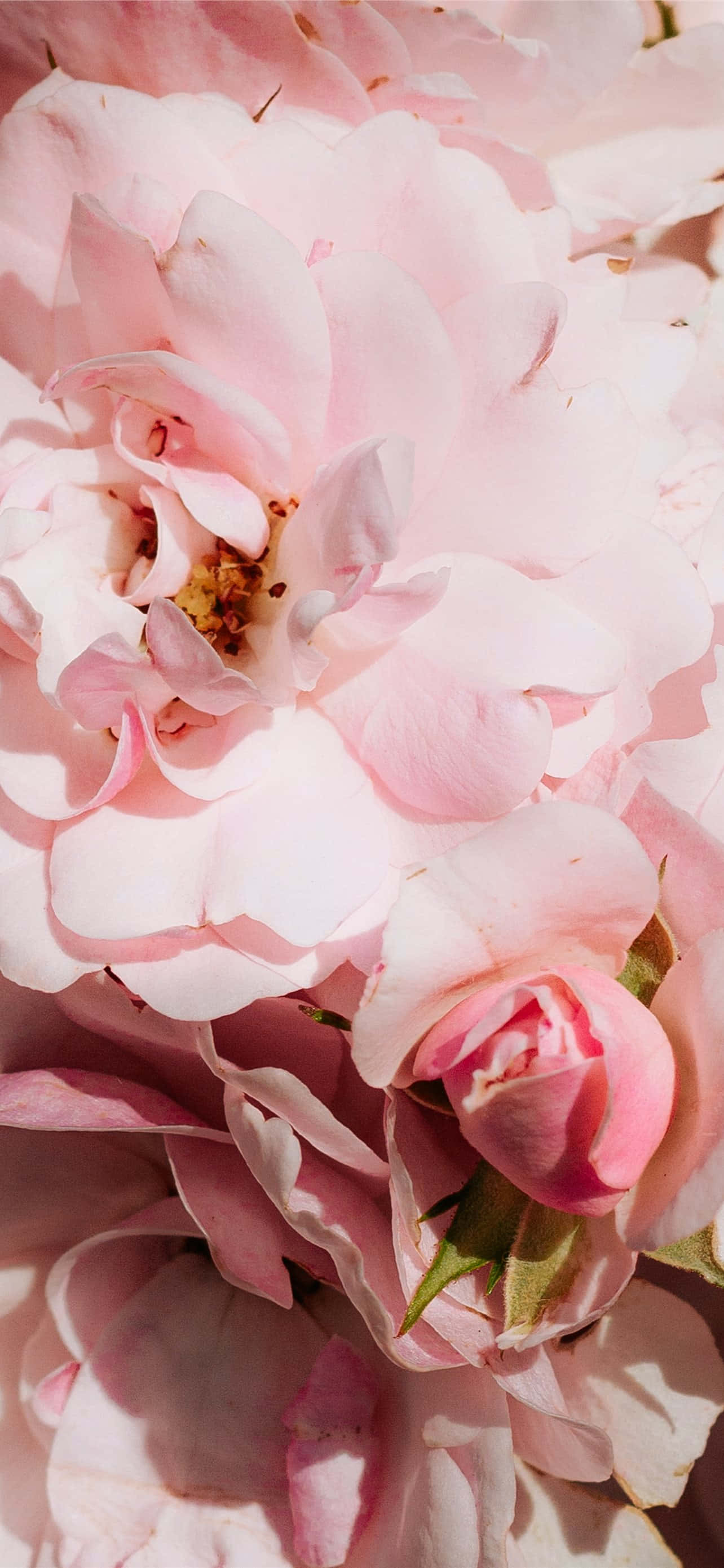 Mag-unplug at mag-enjoy ng kagandahan ng floral art sa pamamagitan ng pink floral iPhone wallpaper.