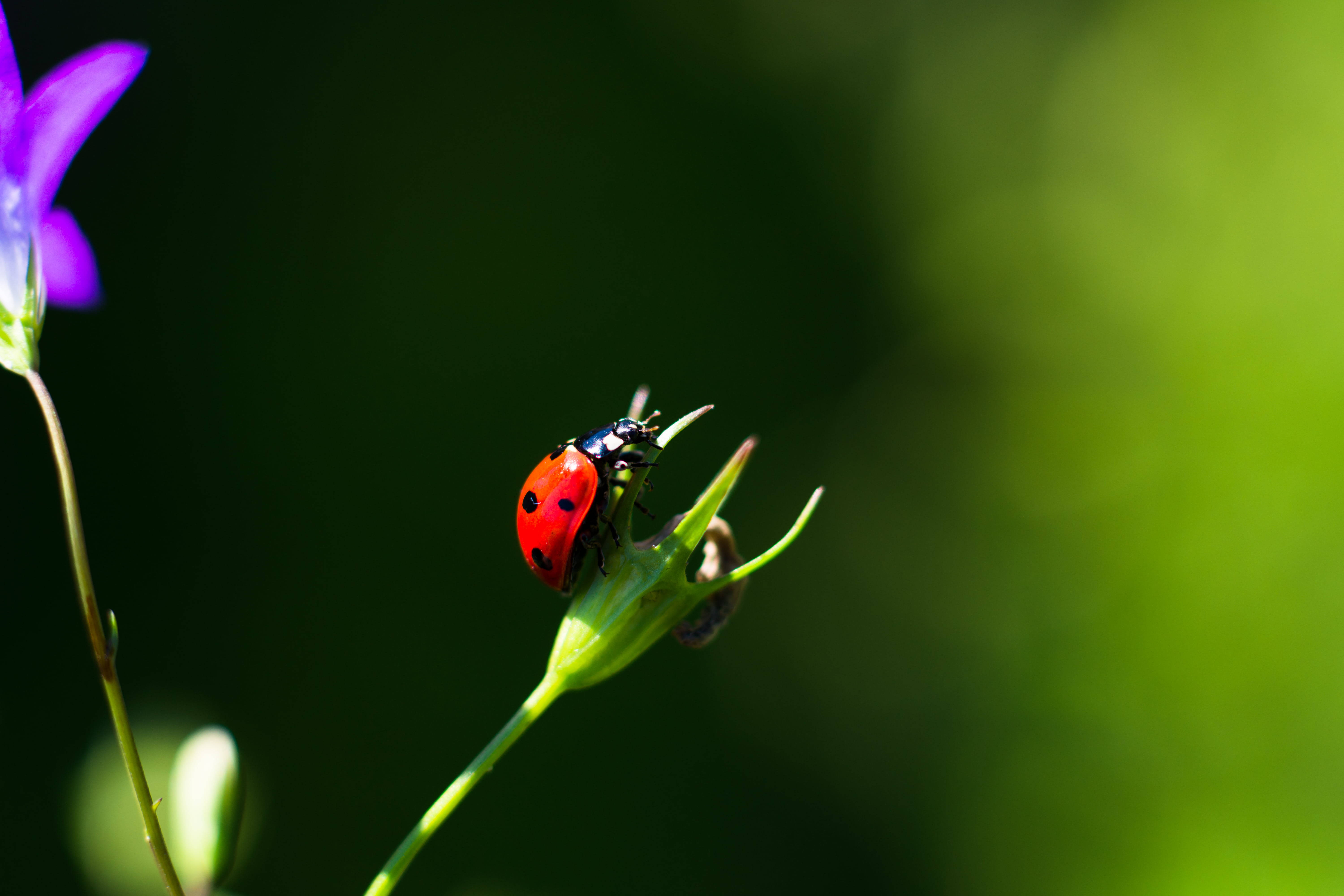 Uri ng Ladybug Asian Beetle Wallpaper