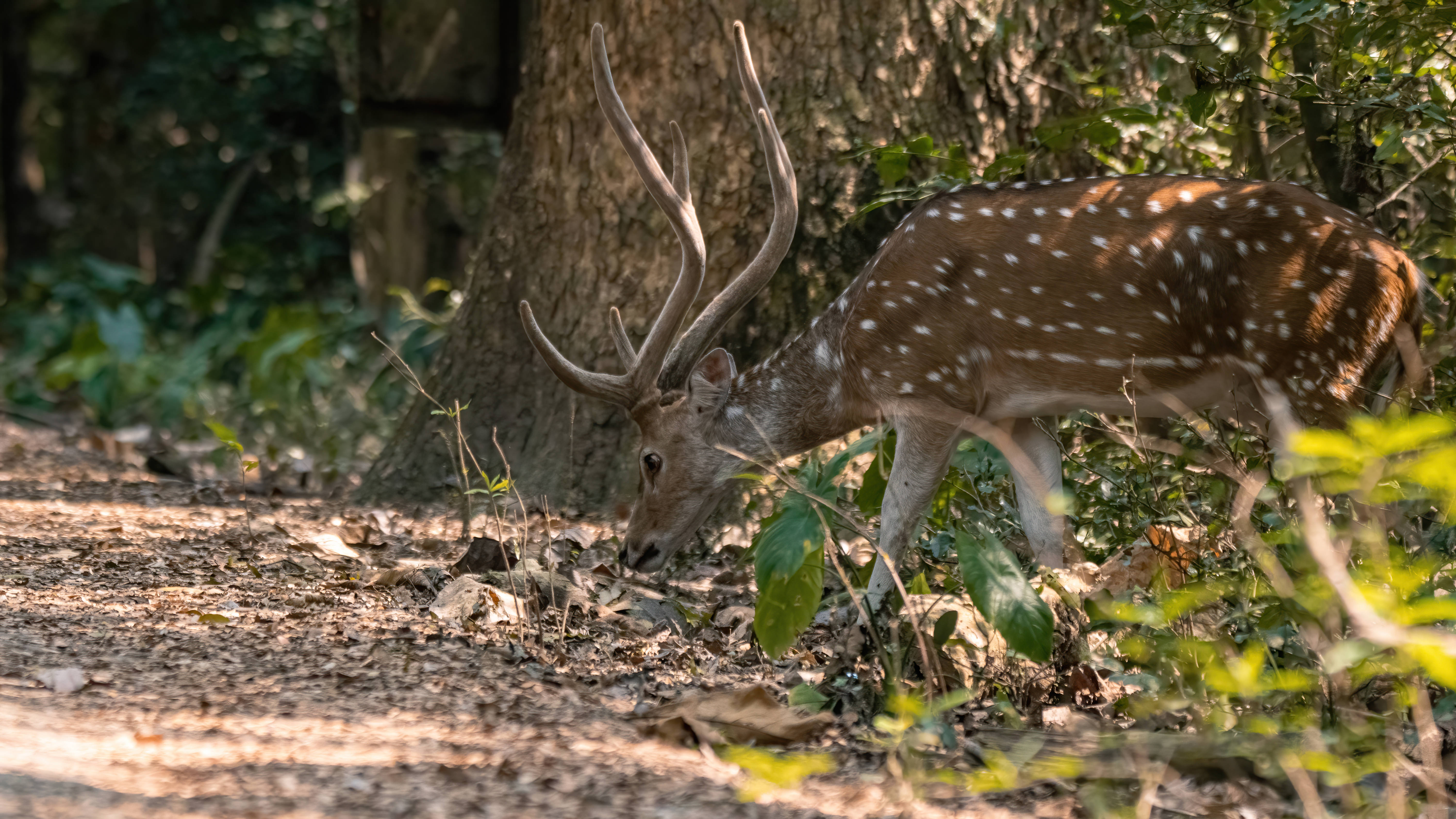 USA na Chital Cute Desktop Wallpaper