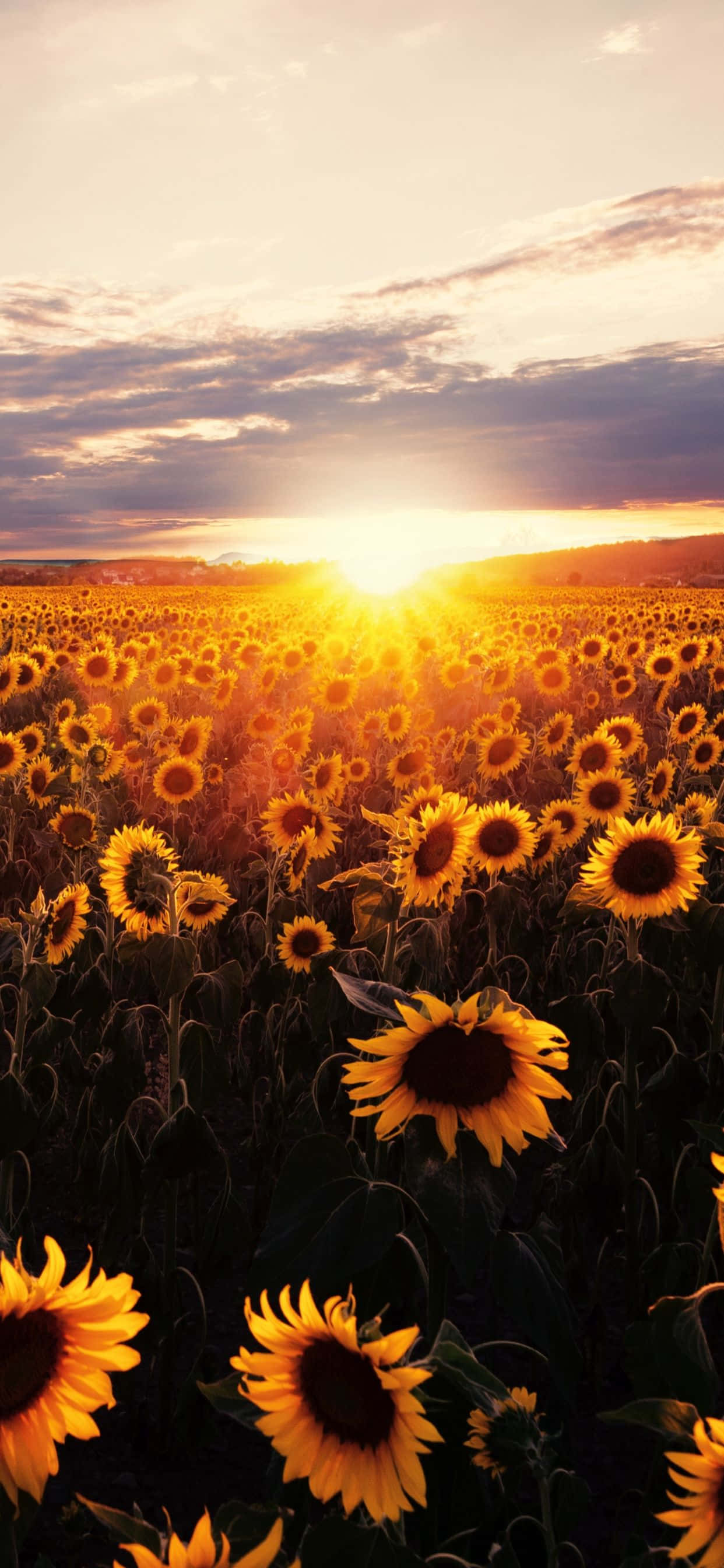 Vibrant Bloom of Sunflowers Background Wallpaper
