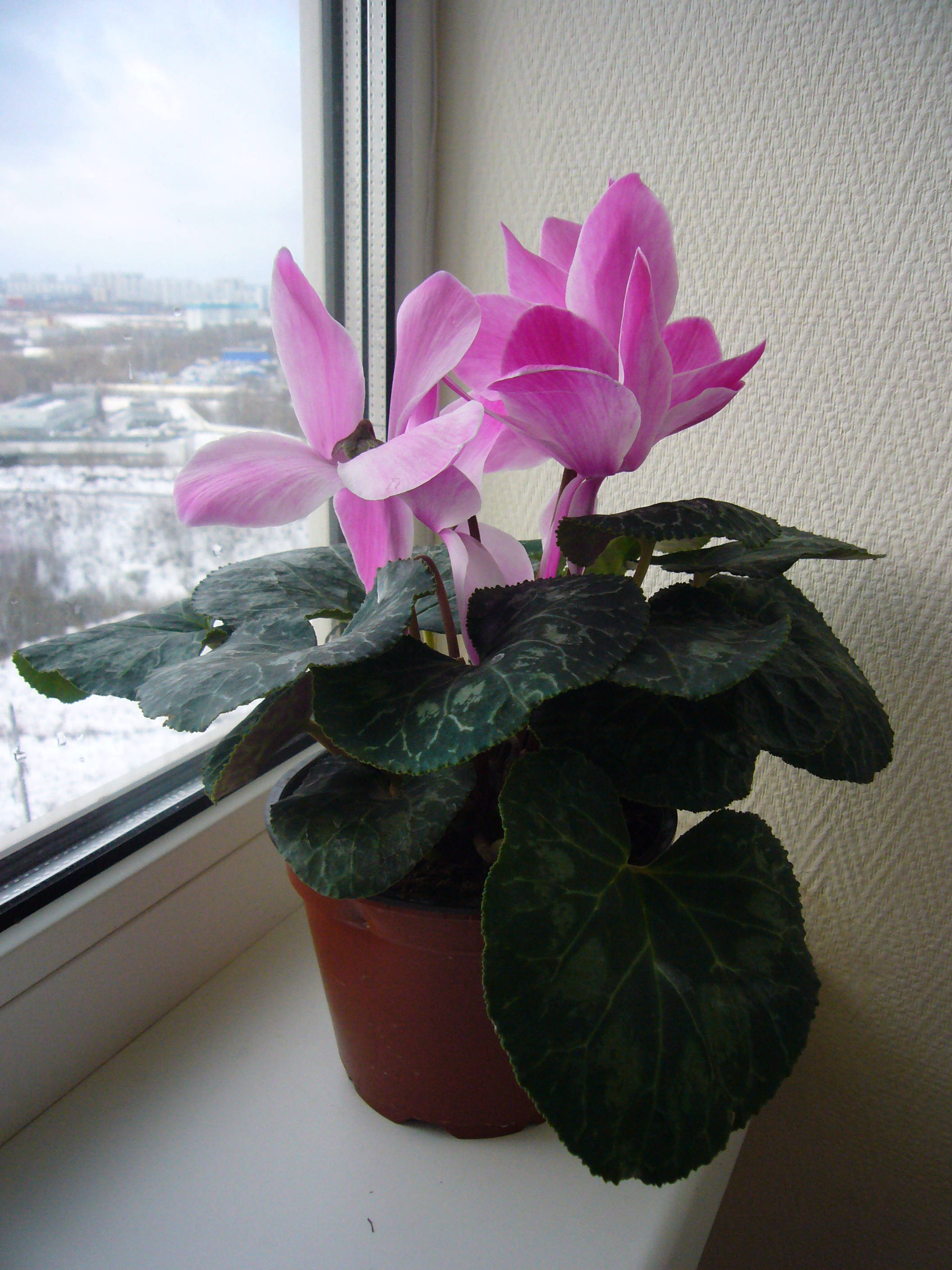 Vibrant Cyclamen House Plant sa Pamumulaklak Wallpaper