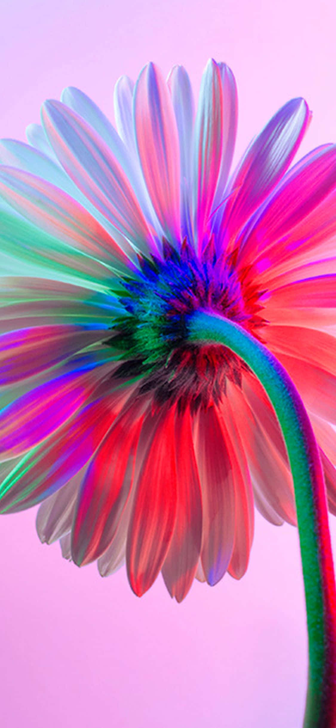 \ Masiglang Bahaghari Bulaklak para sa iPhone Wallpaper