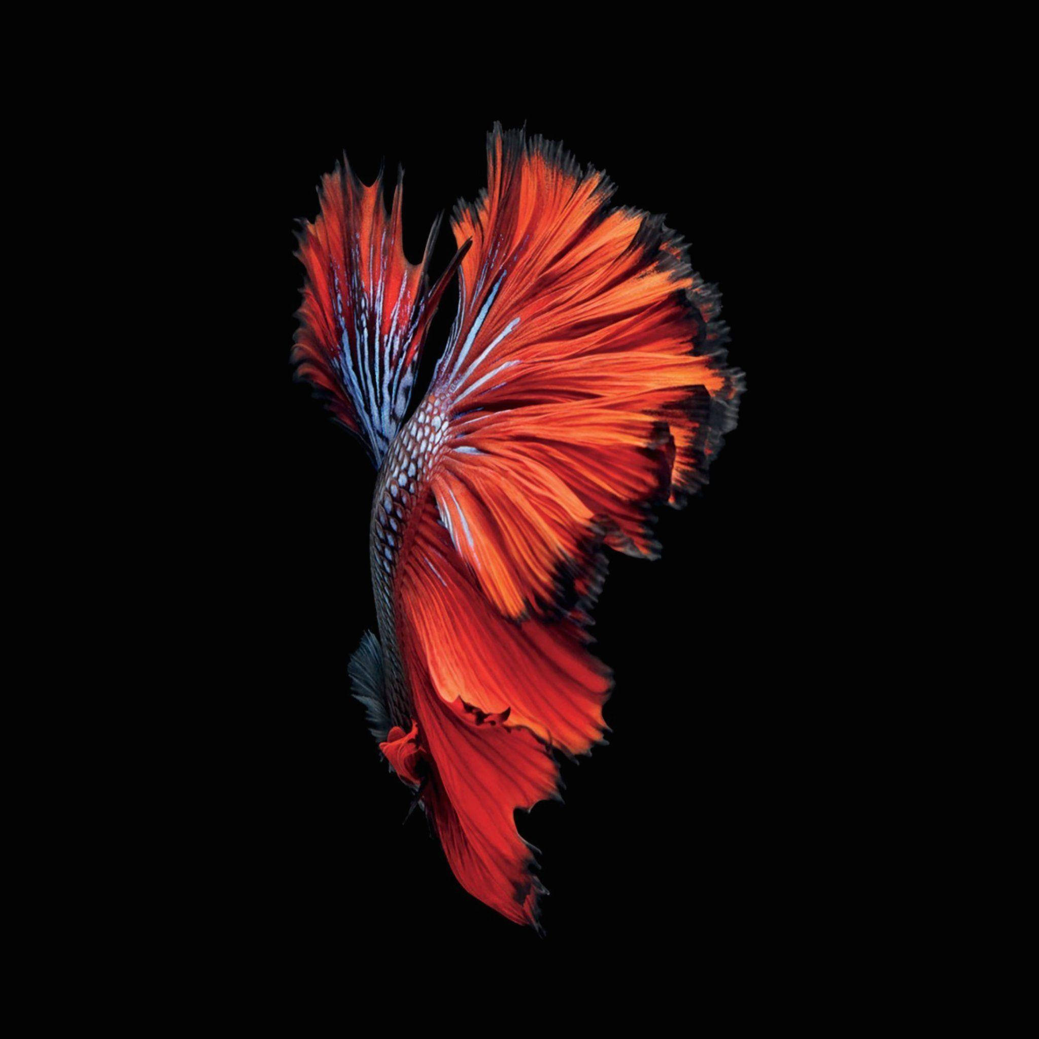 Vibrant Siamese Fish na Sumusunod sa Isang Dagat ng Color Wallpaper