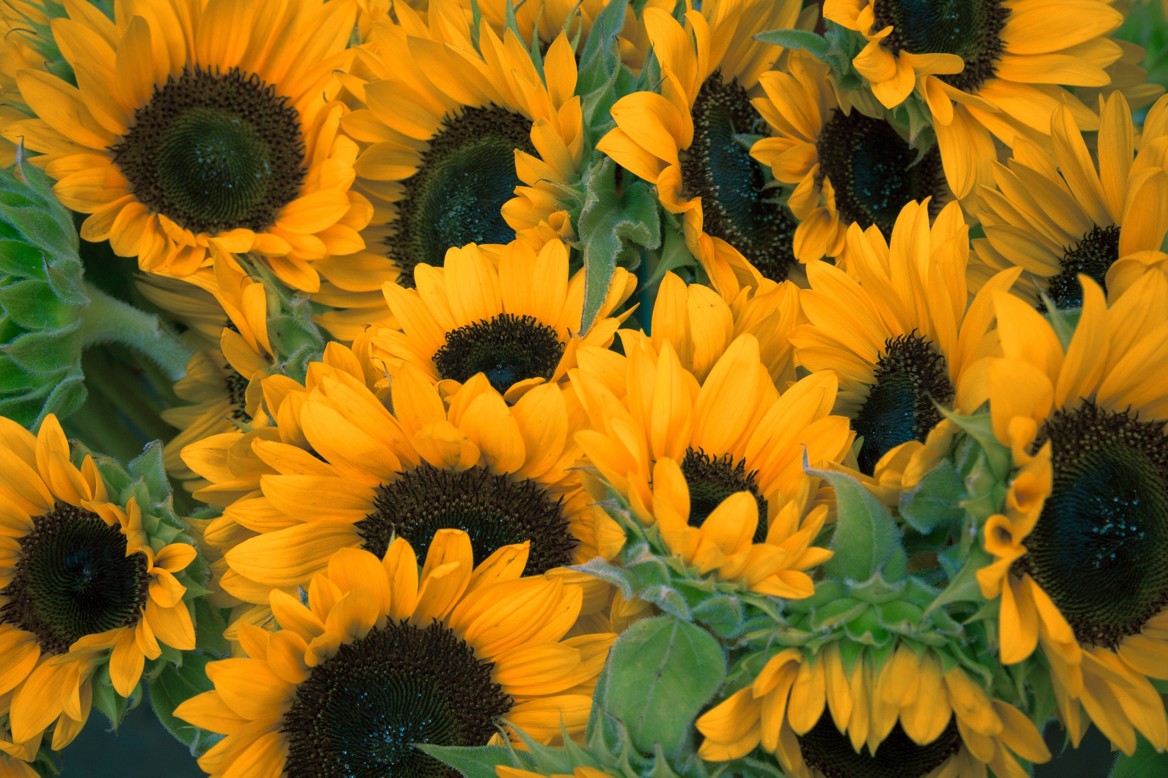Vintage na mga Sunflower na Namumulaklak sa Isang Maaraw na Bukid Wallpaper