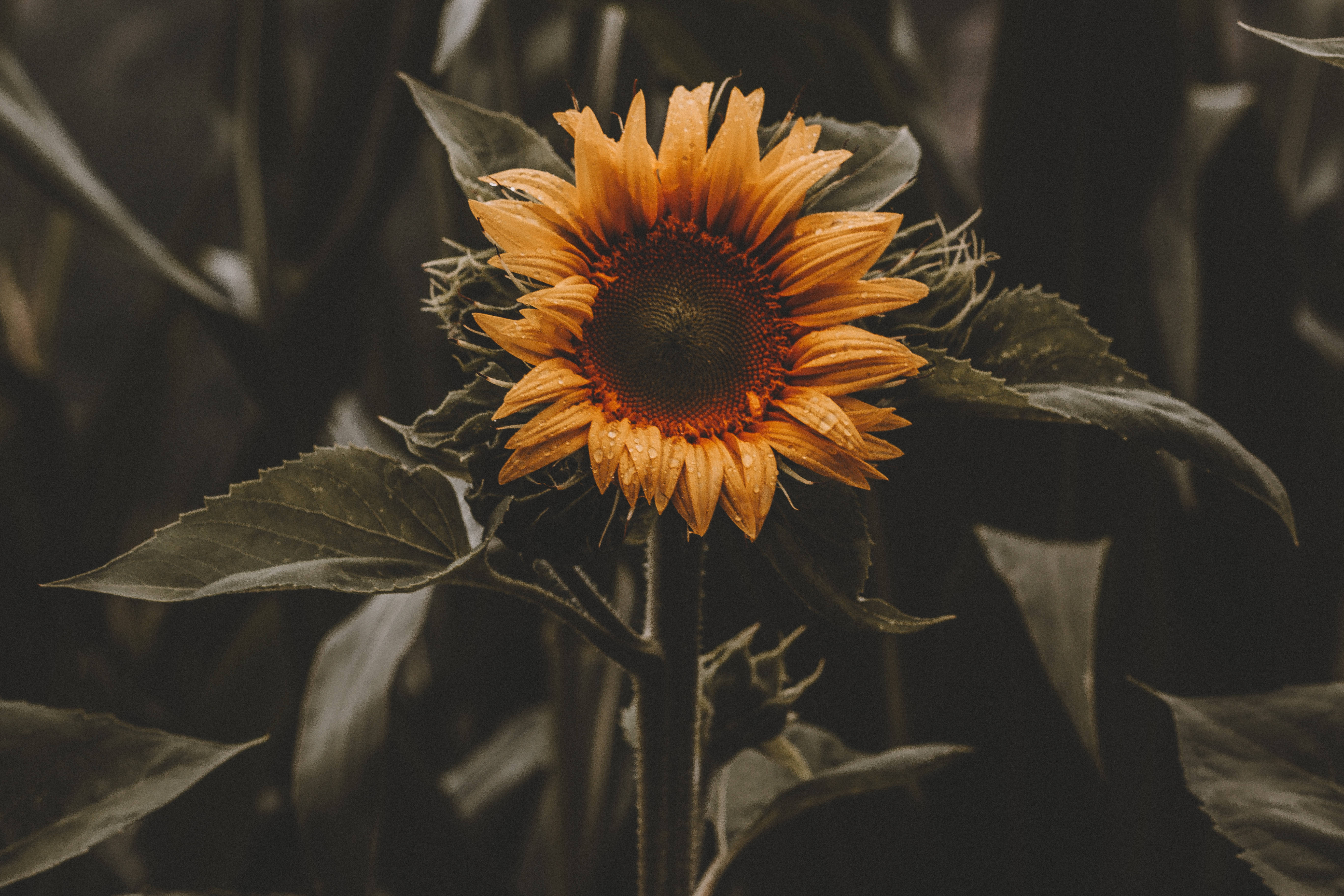Vintage Sunflower Laban sa Asul na Langit Wallpaper