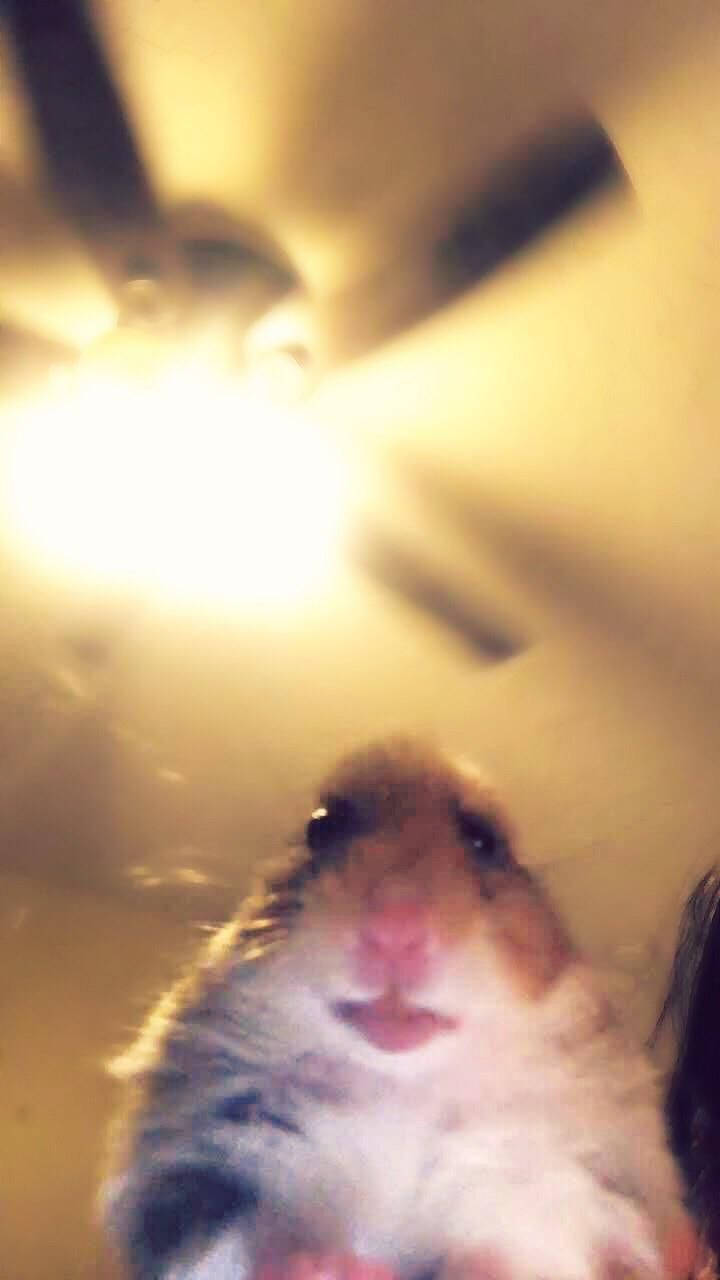 Virtual Hamster Meme Wallpaper