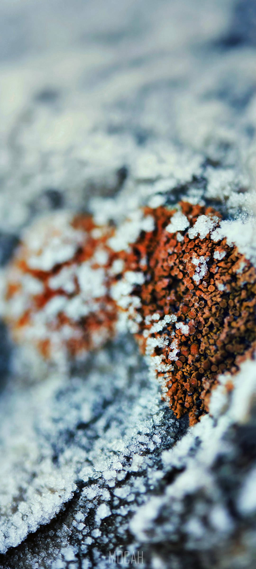 Vivo V20 Niyebeng Lumot Wallpaper