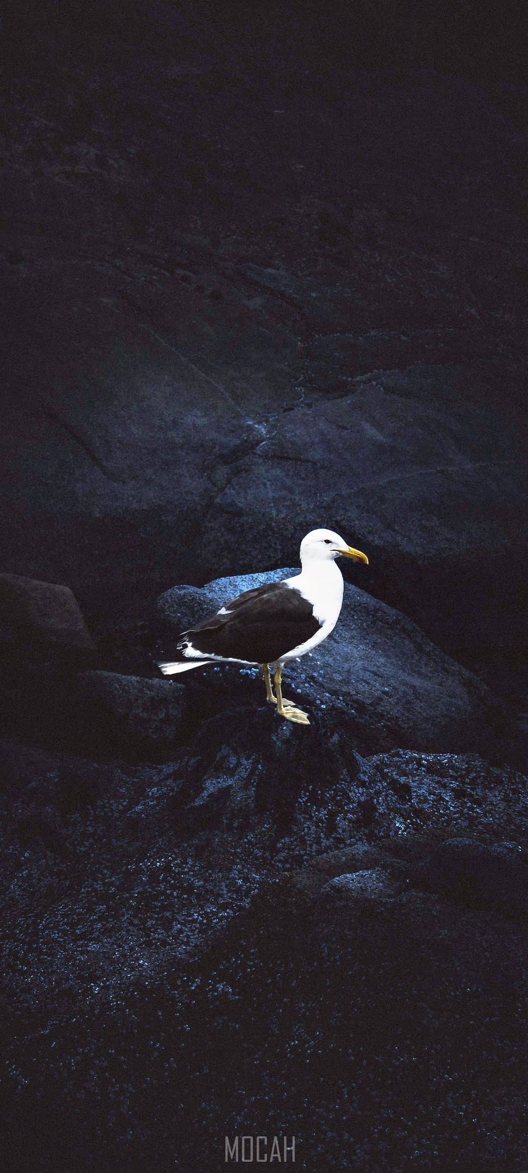 Vivo V20 Seagull Sa Mga Bato Wallpaper