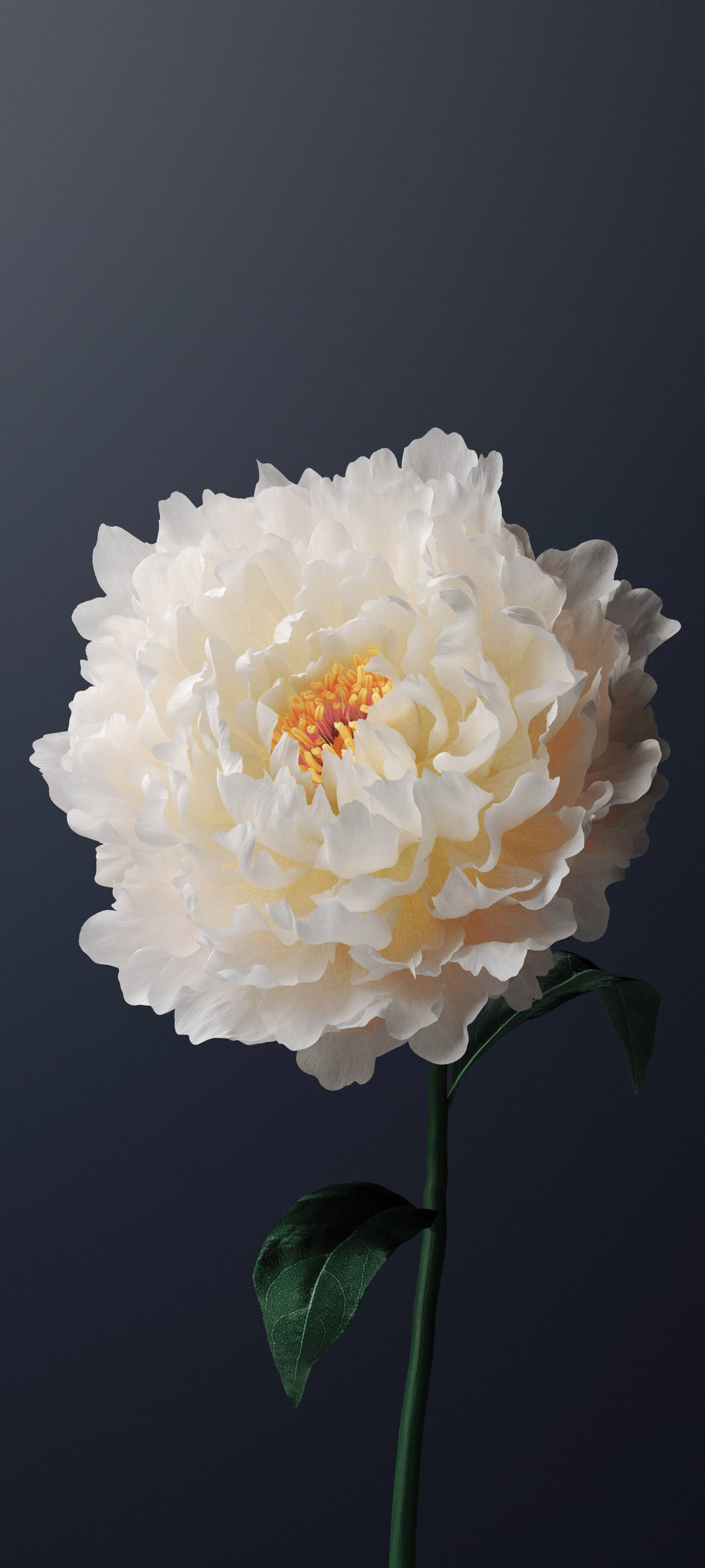 Vivo Y11 Bulaklak na Peony na Puti Wallpaper