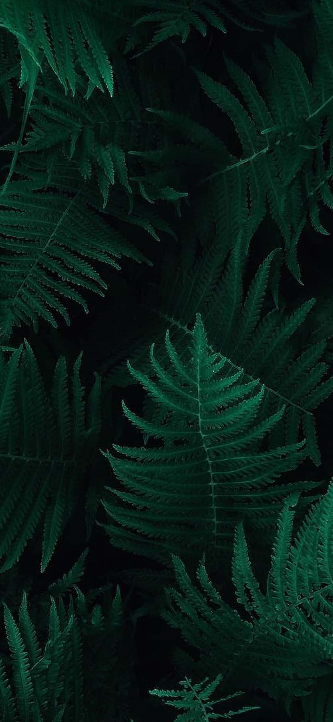 wallpaper ng dahon ng pako - mga wallpaper para sa iPhone Wallpaper