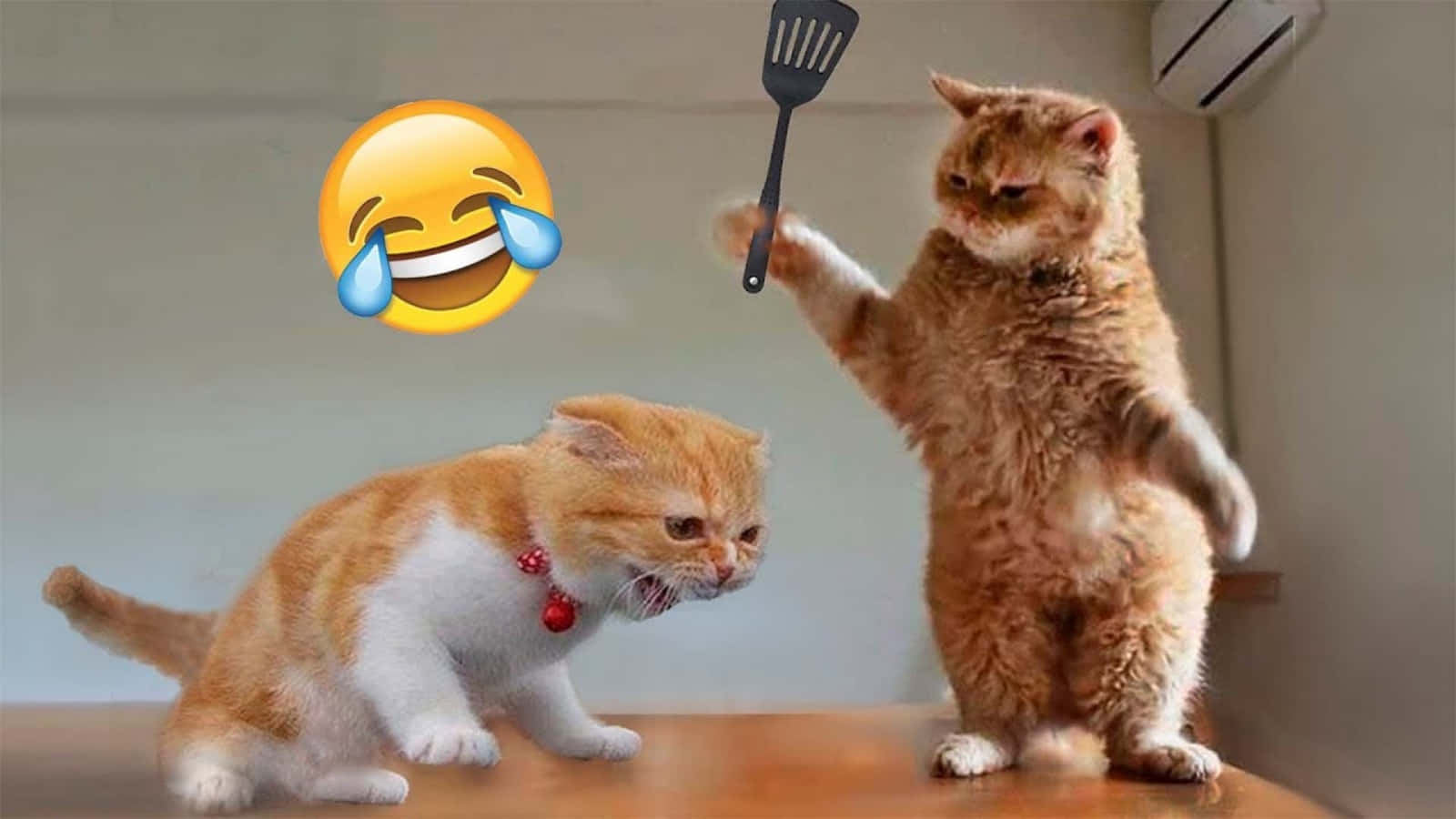 Weekend Vibes: Nakakatawang Mga Pusa na Nagre-relax Wallpaper