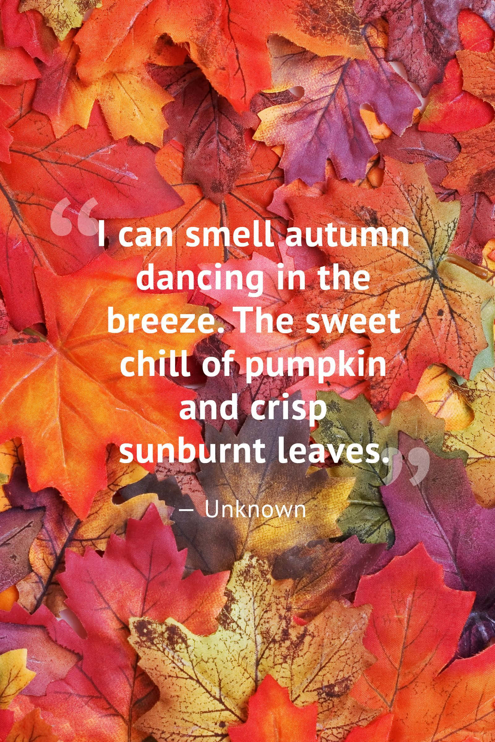 "Welcome the colours of Autumn" Wallpaper
