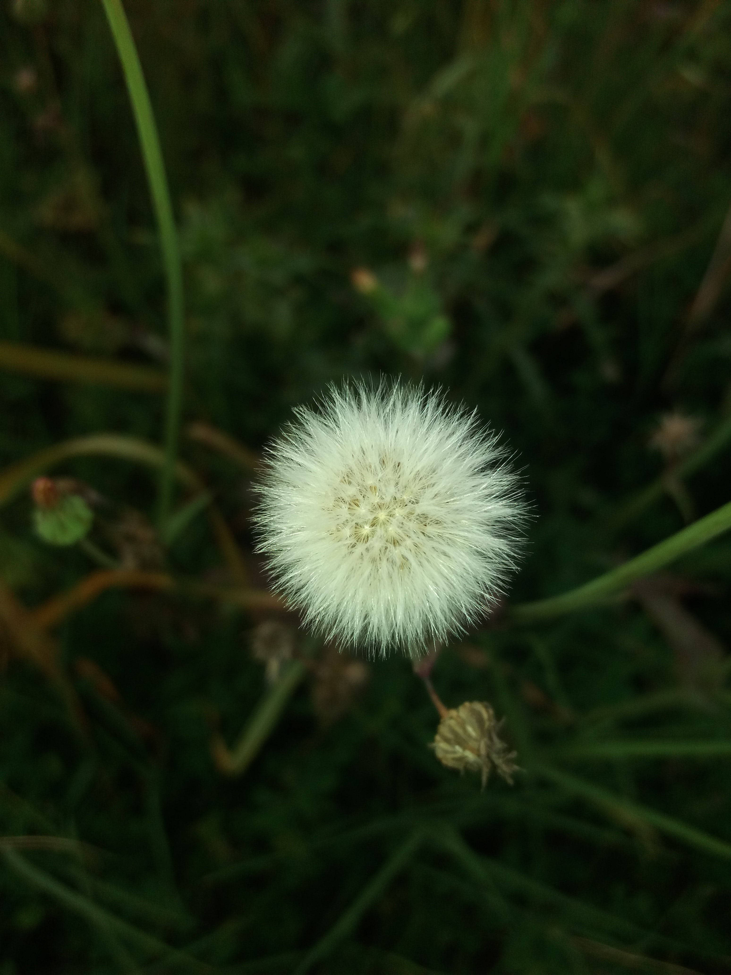 WhatsApp DP Dandelion Wallpaper