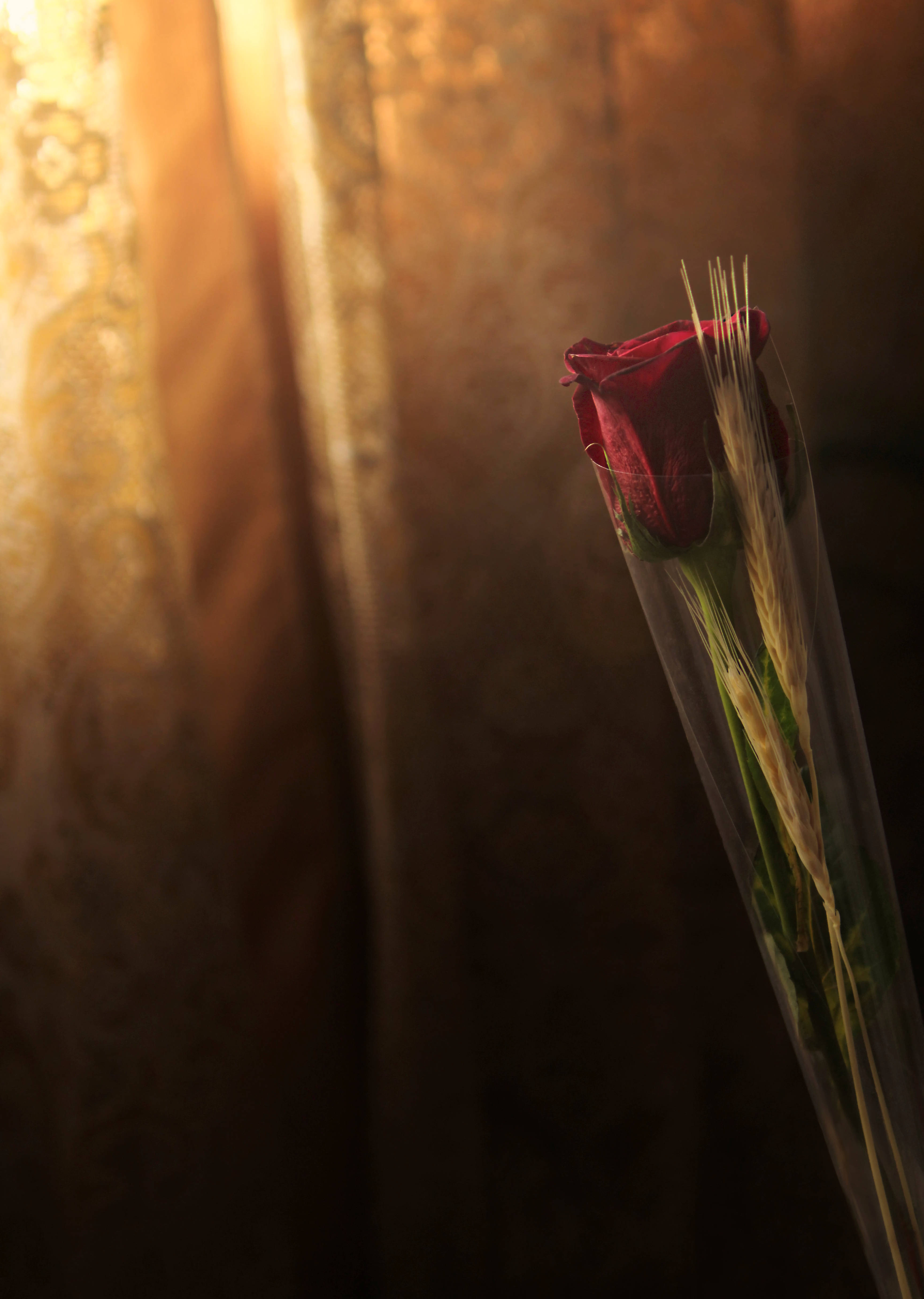 Wheat at Red Rose Flower Wallpaper