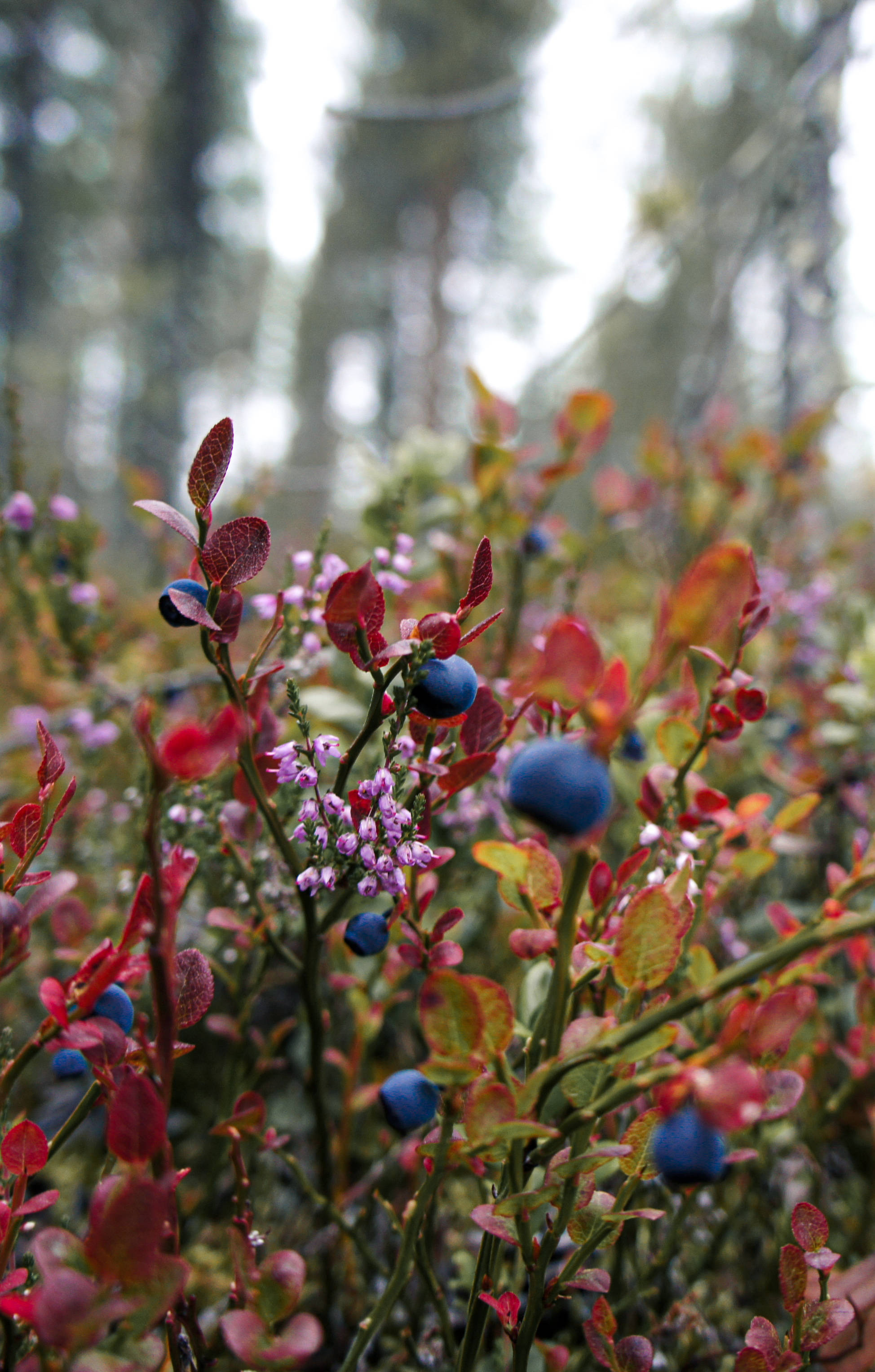 Mga Ligaw na Blueberry ng Finland Wallpaper