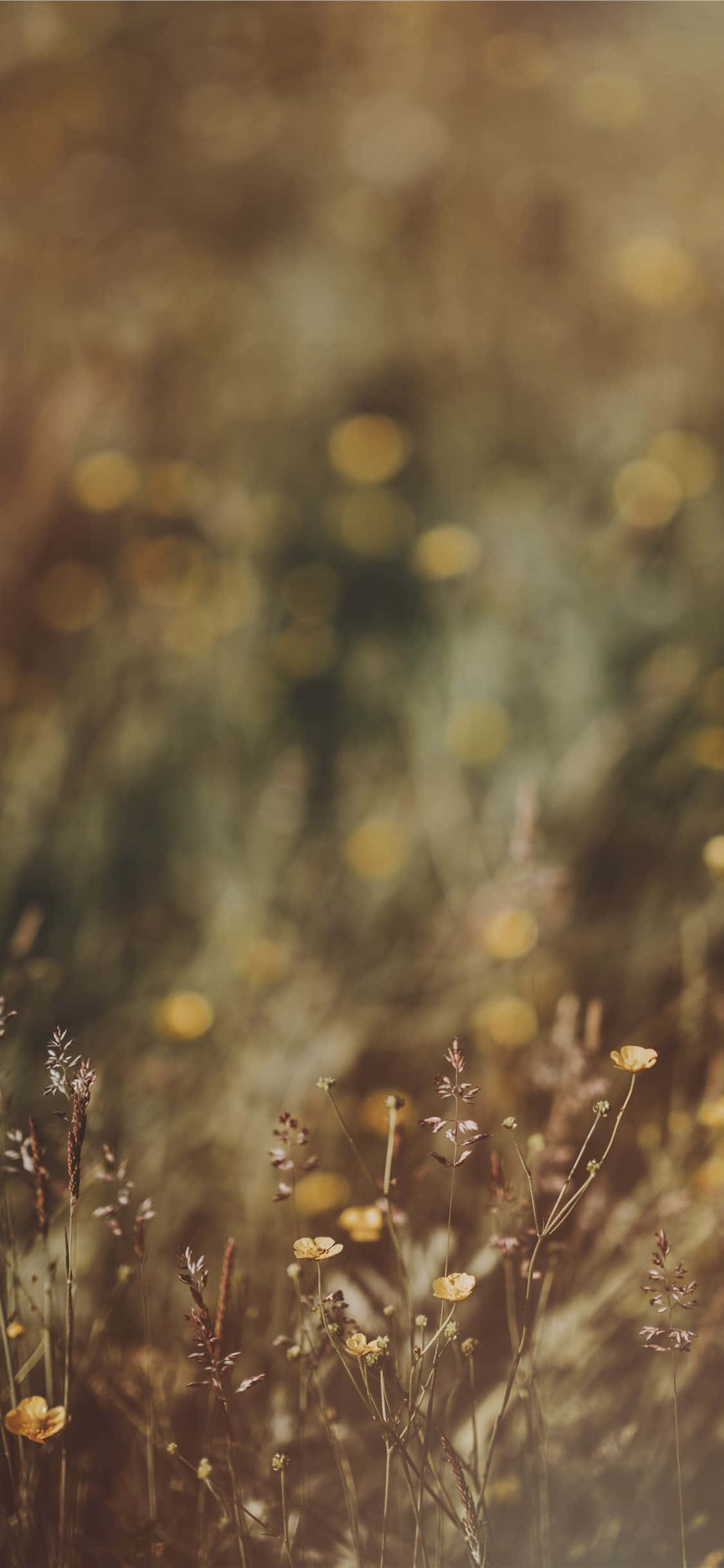 Wild Flowers Picture Buttercup Bokeh Wallpaper